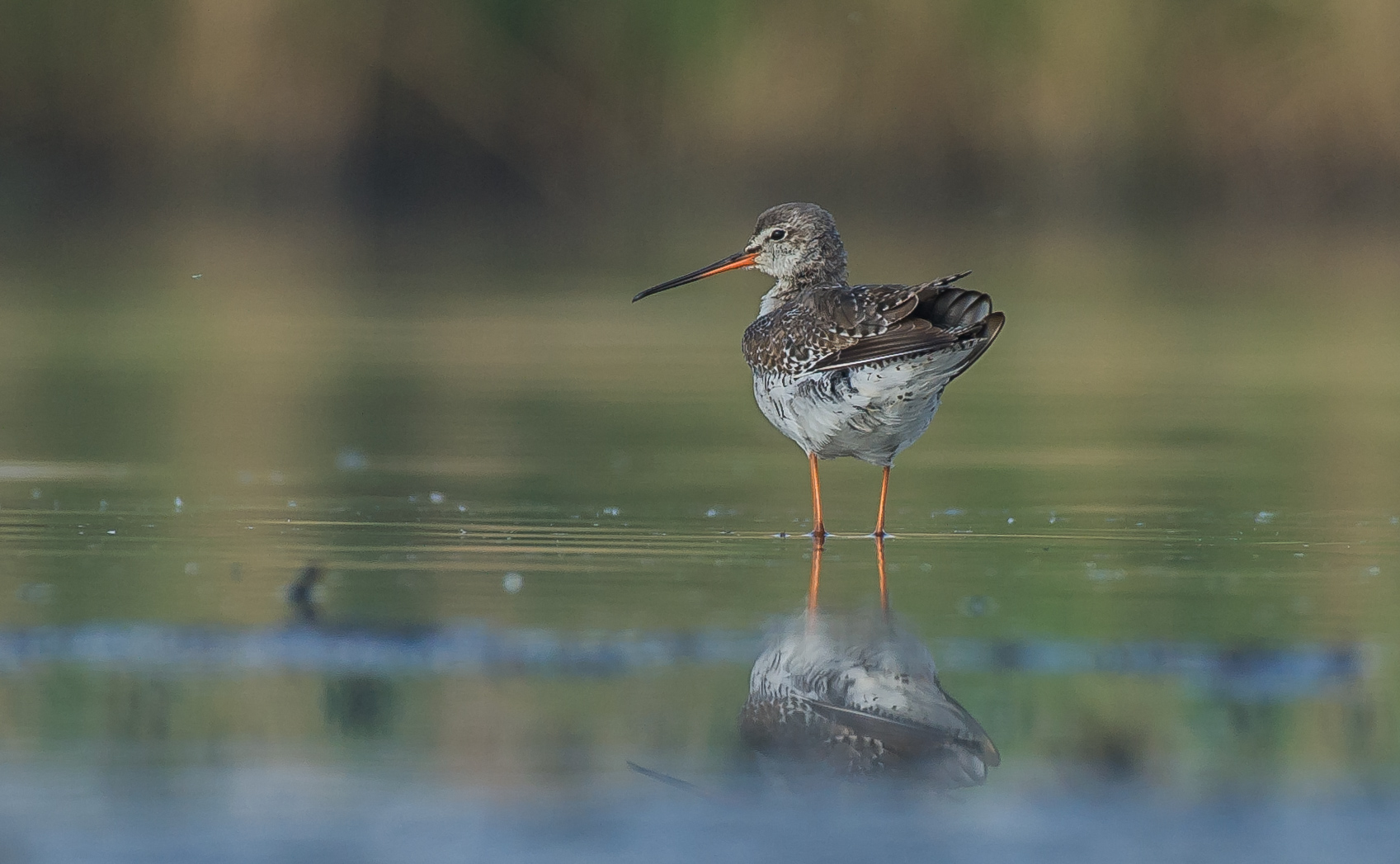 Spotted Redshank...