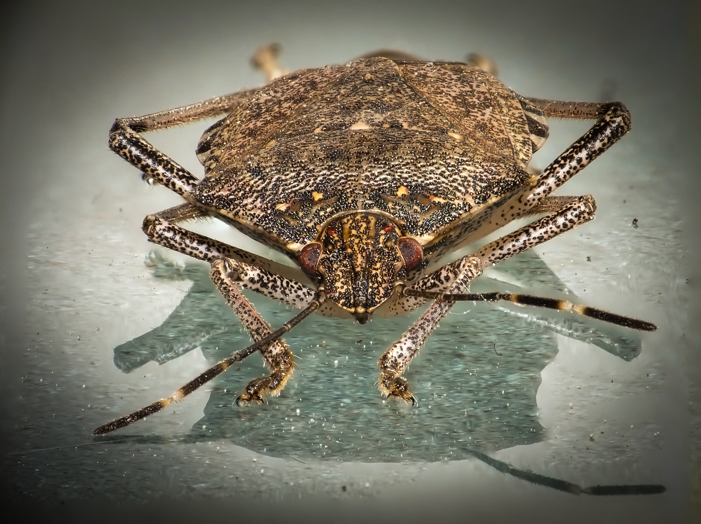 brown marmorated stink bug...