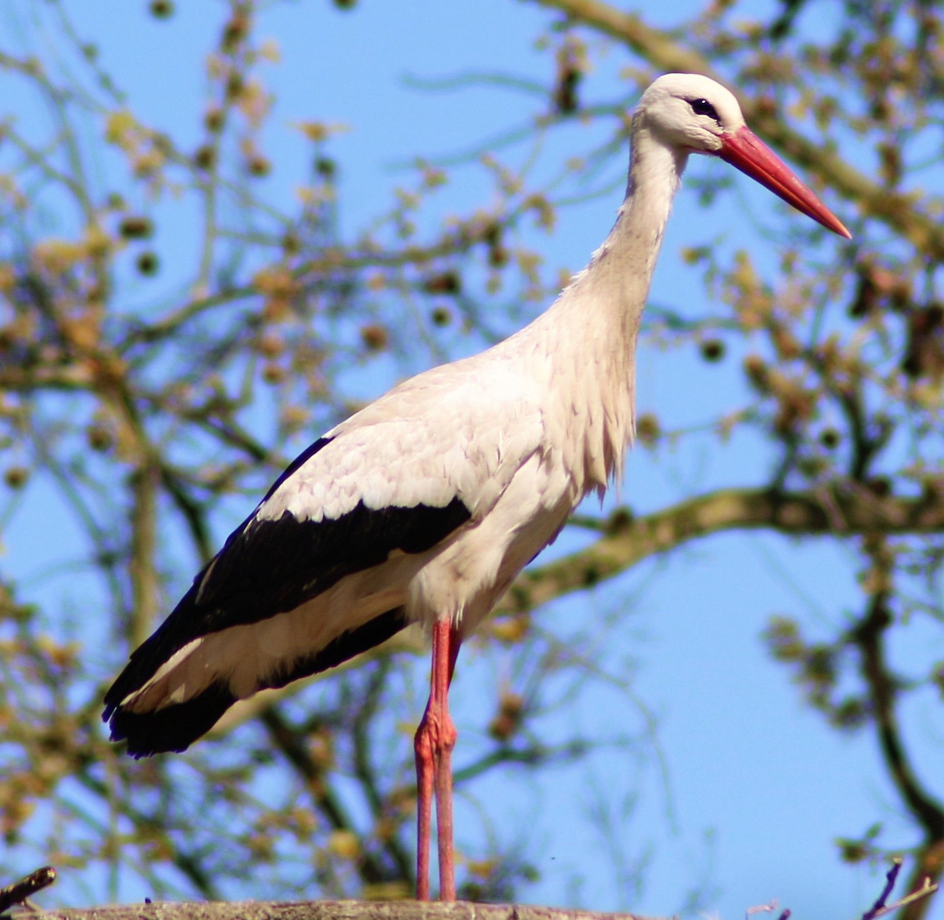 White Stork in Ticino Park...