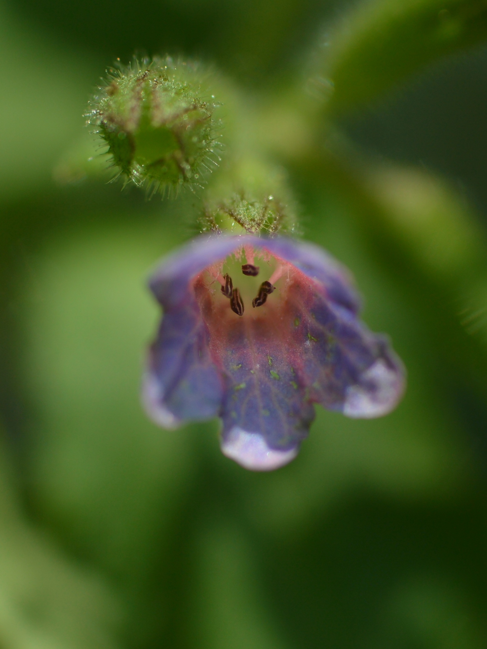 Small purple flower...