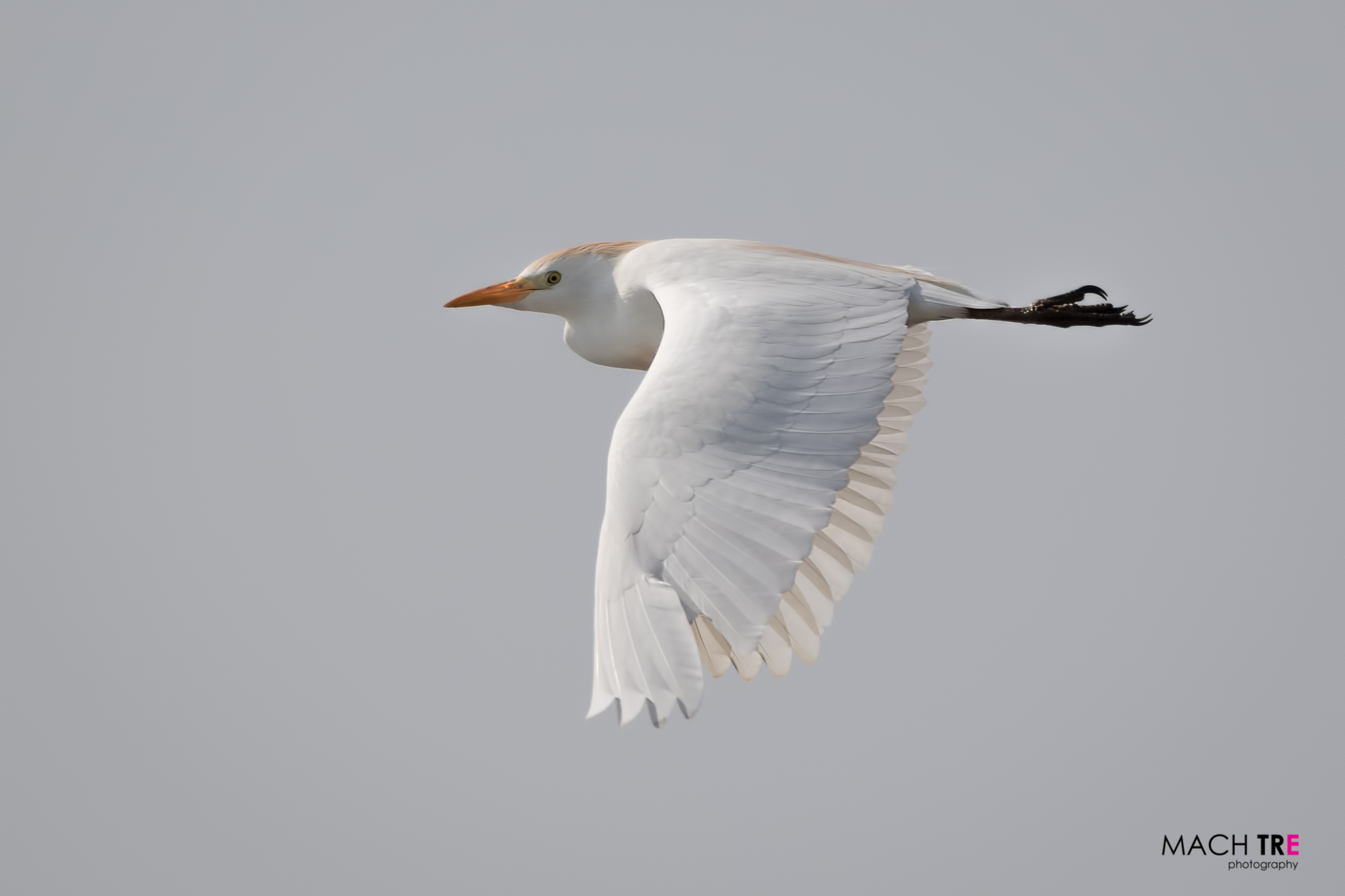 Cattle Egret (Bubulcus ibis)...