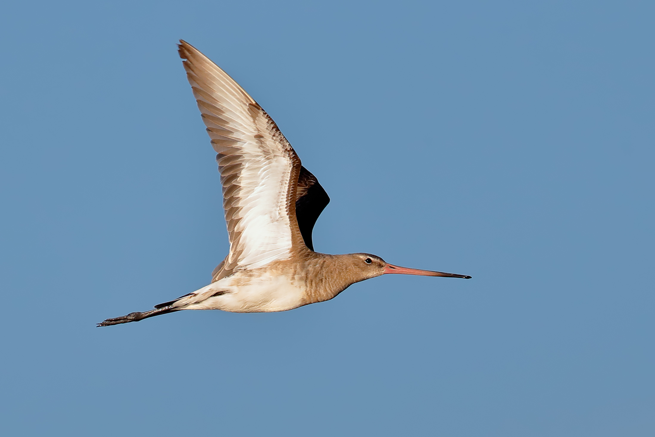 Godwit - winter dress 2...