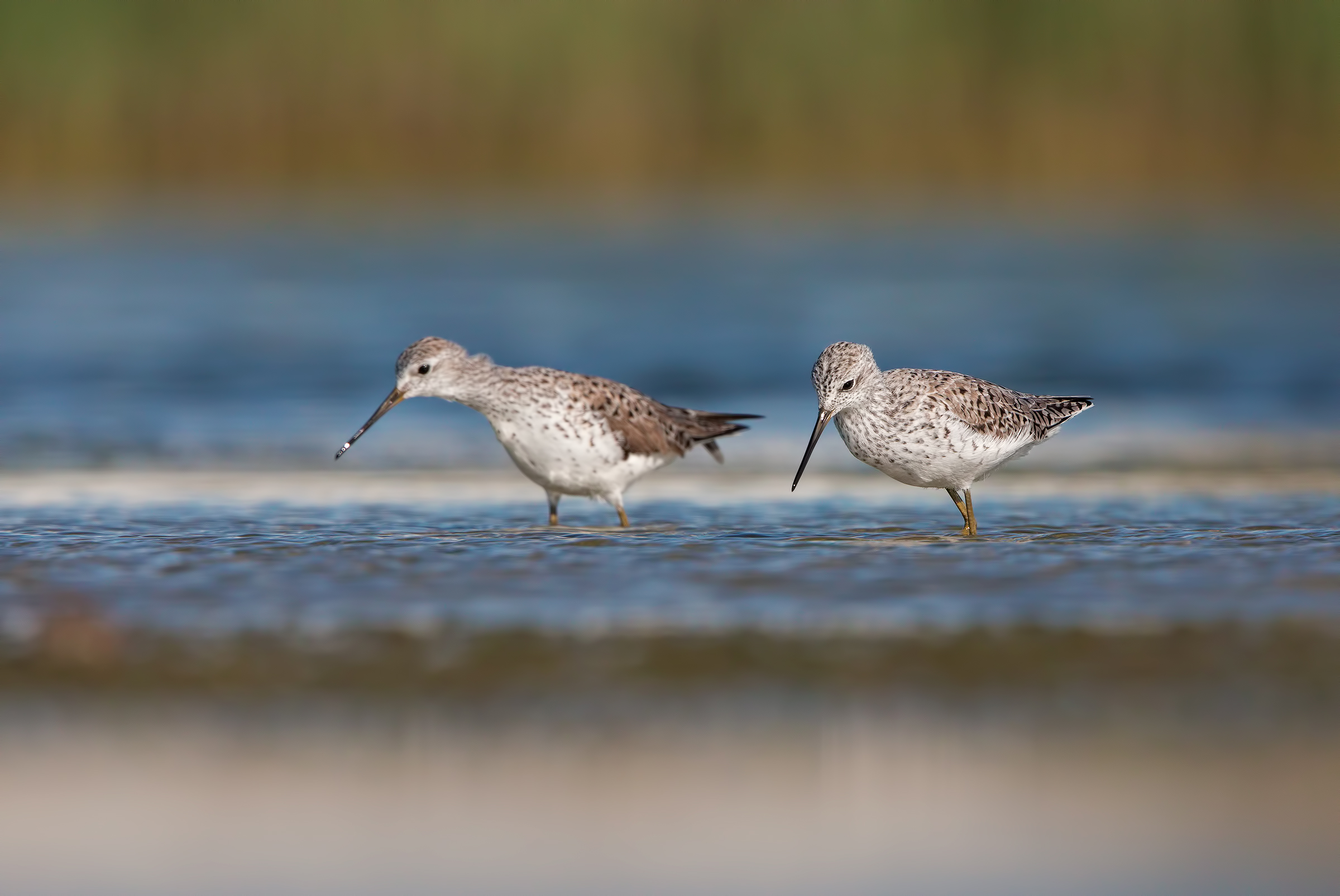 Sandpipers...