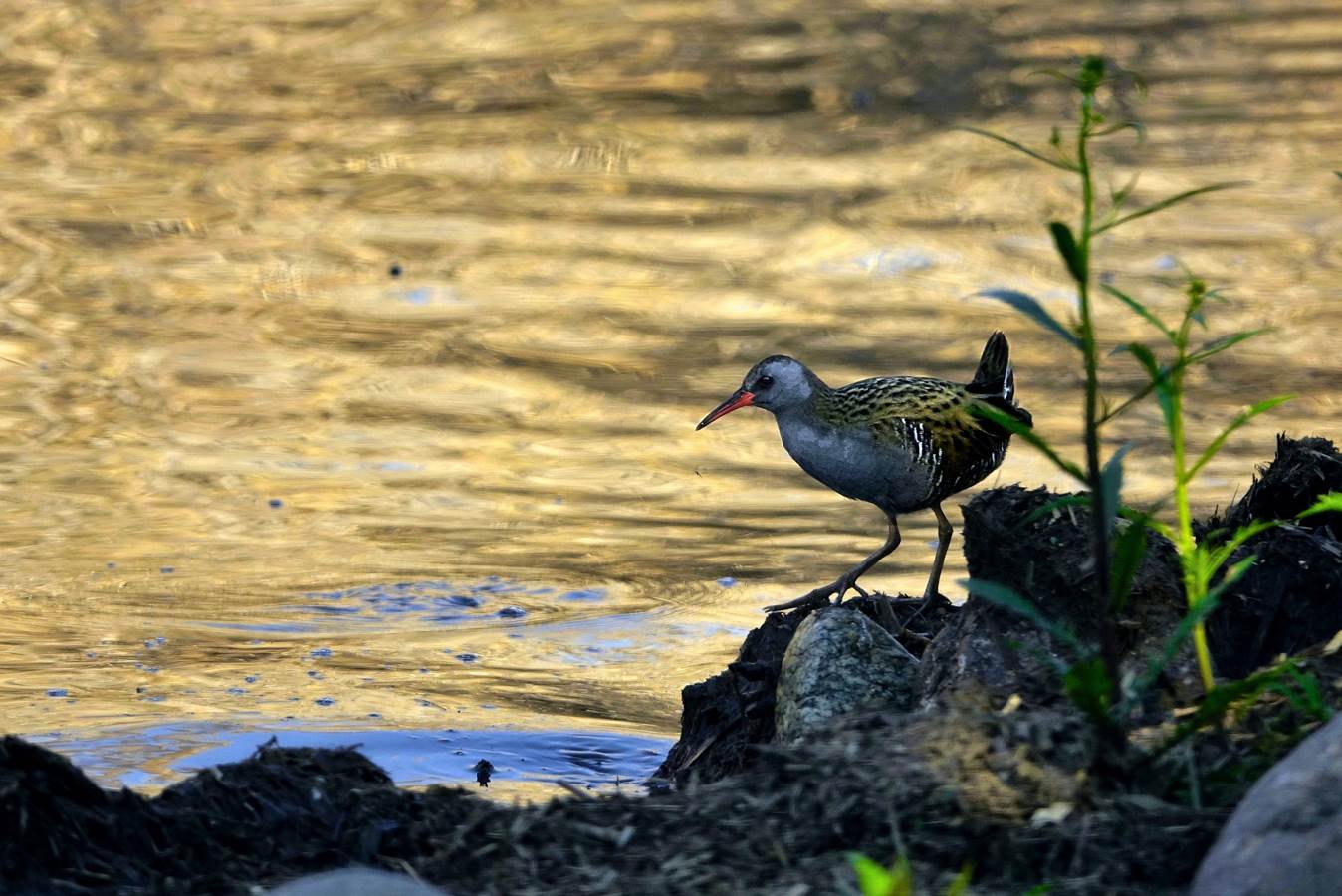 the dawn of the water rail...