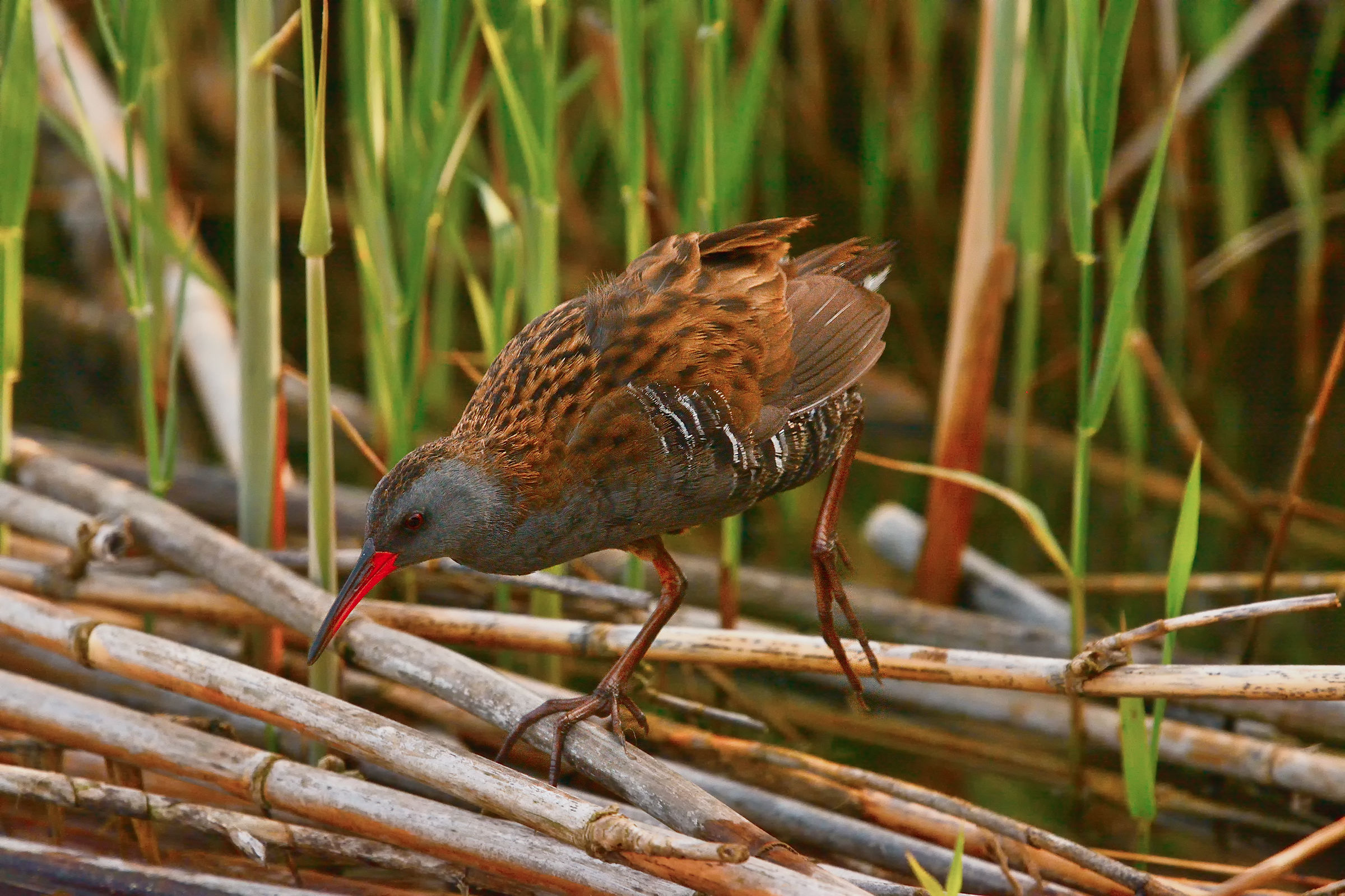 The Water Rail...