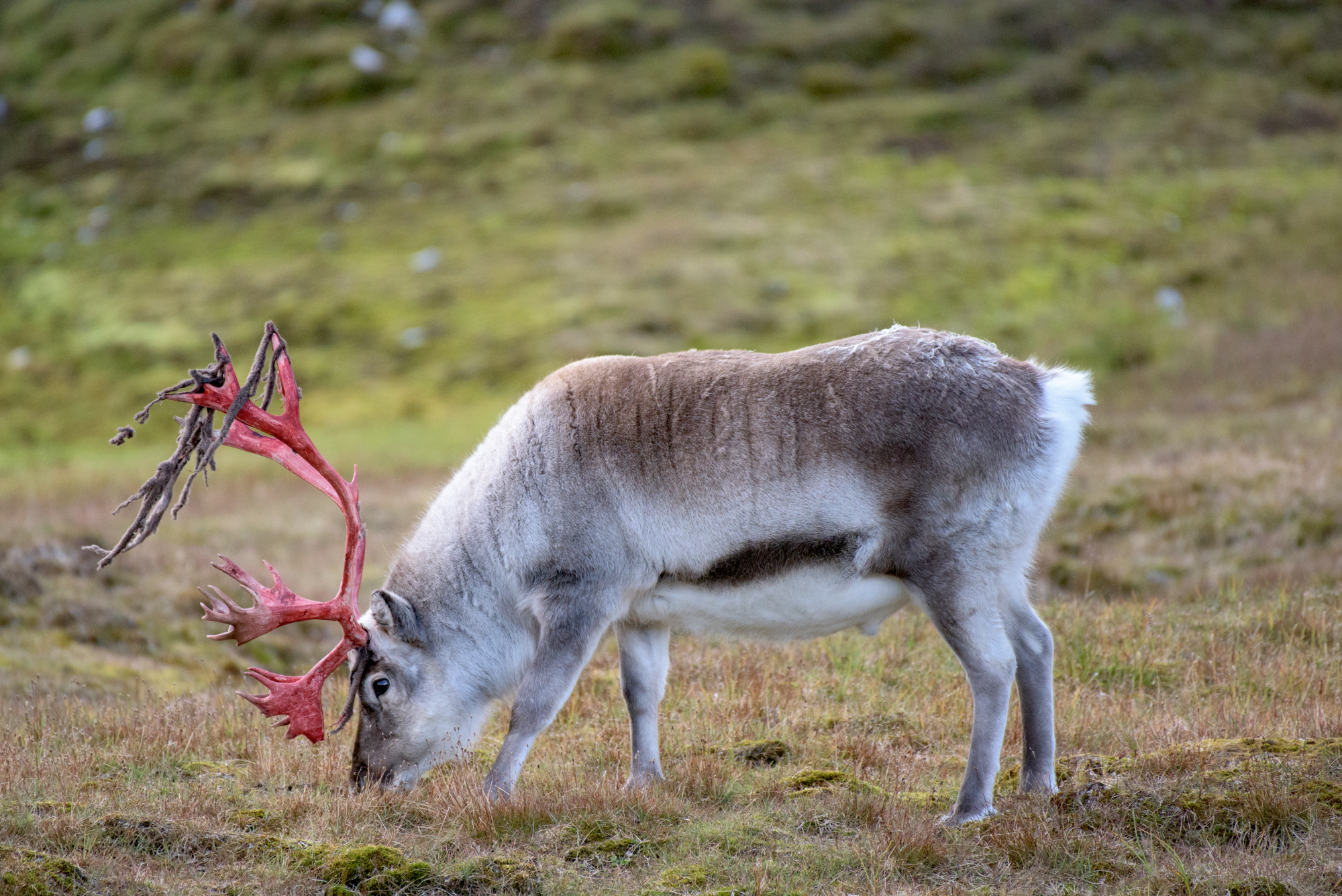 Svalbard Reindeer - stage in cleaning...