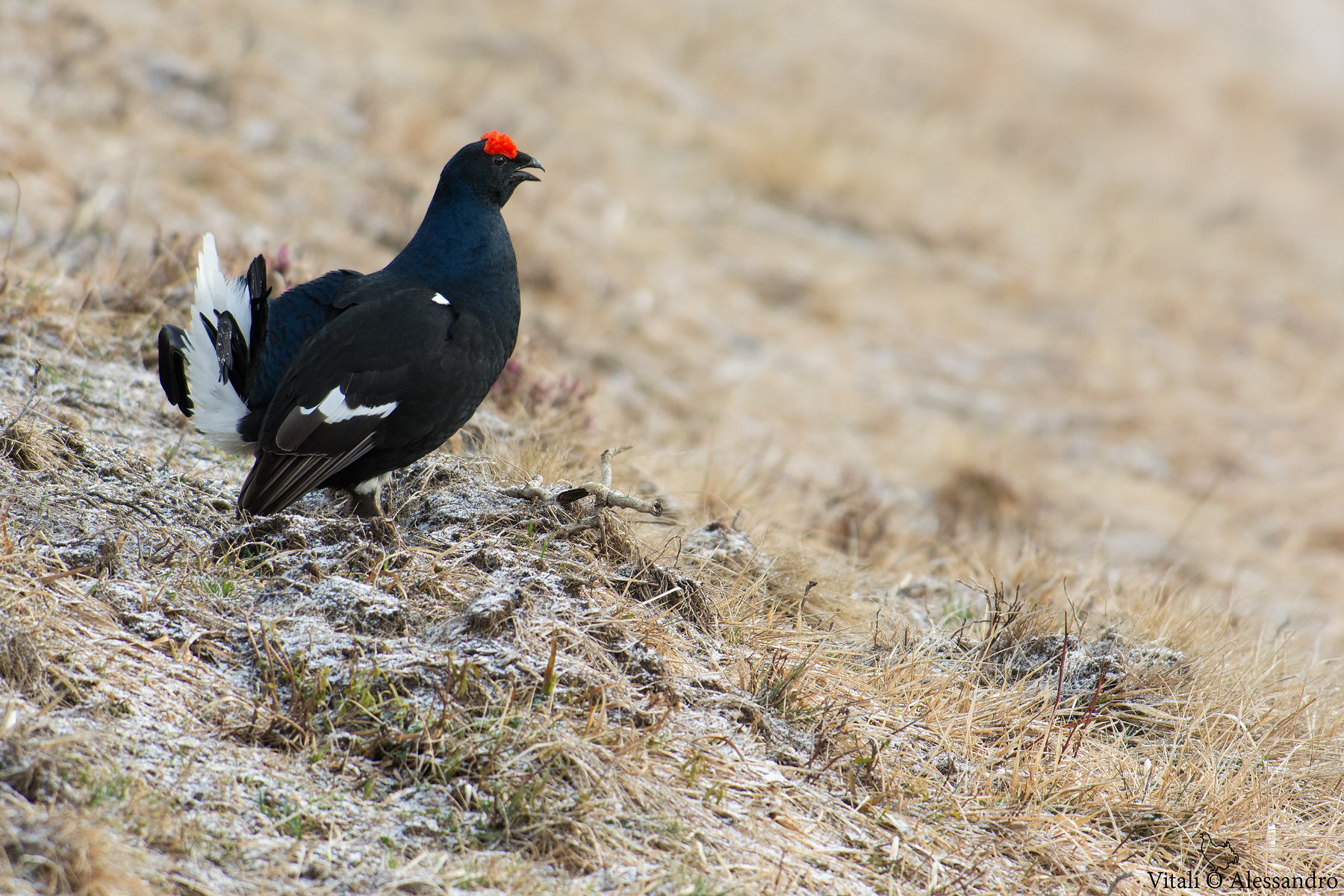 grouse...