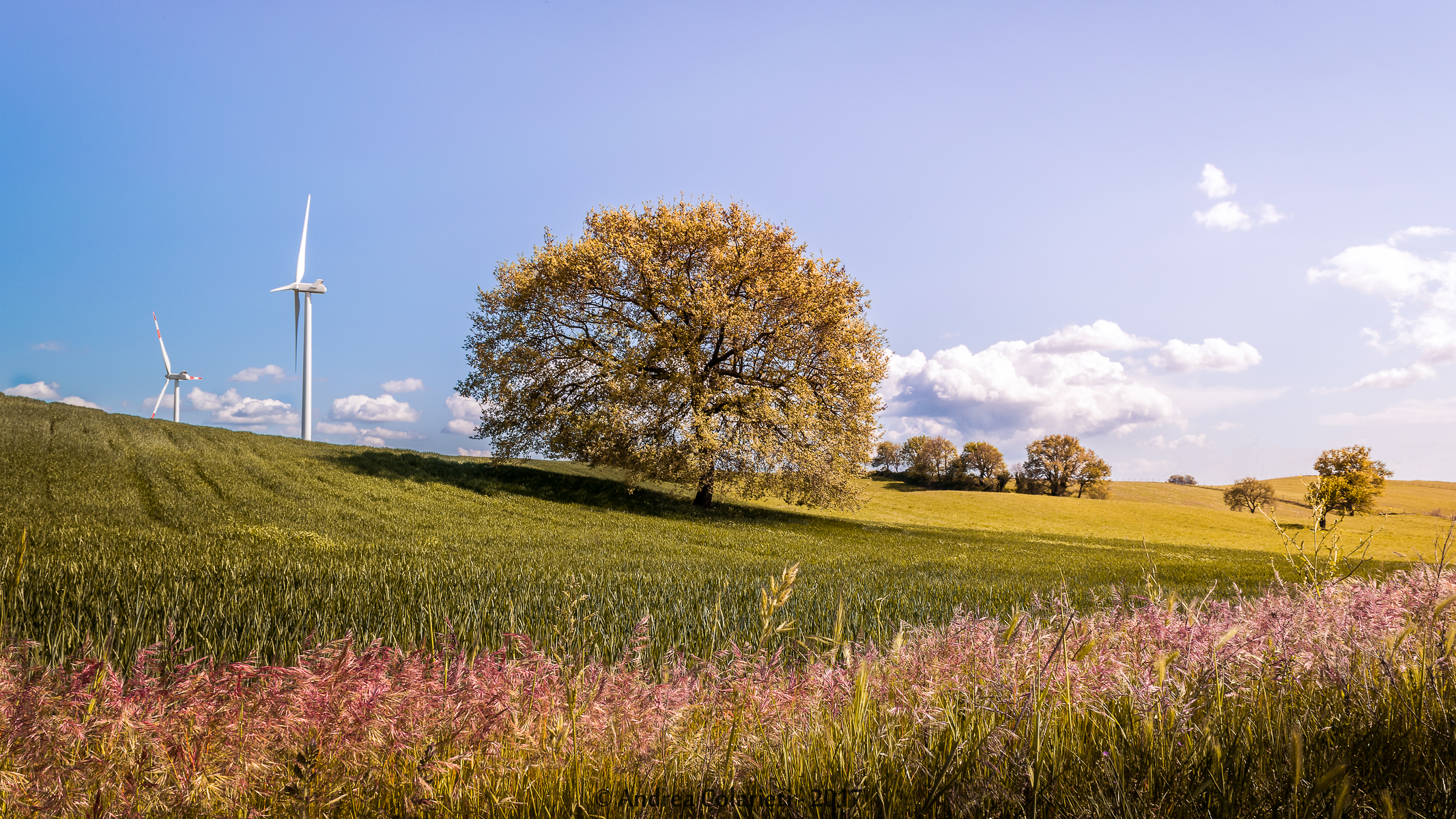 Meadows of Tuscia...