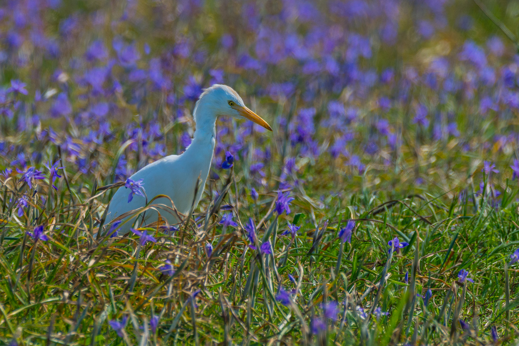 Heron Egrets...