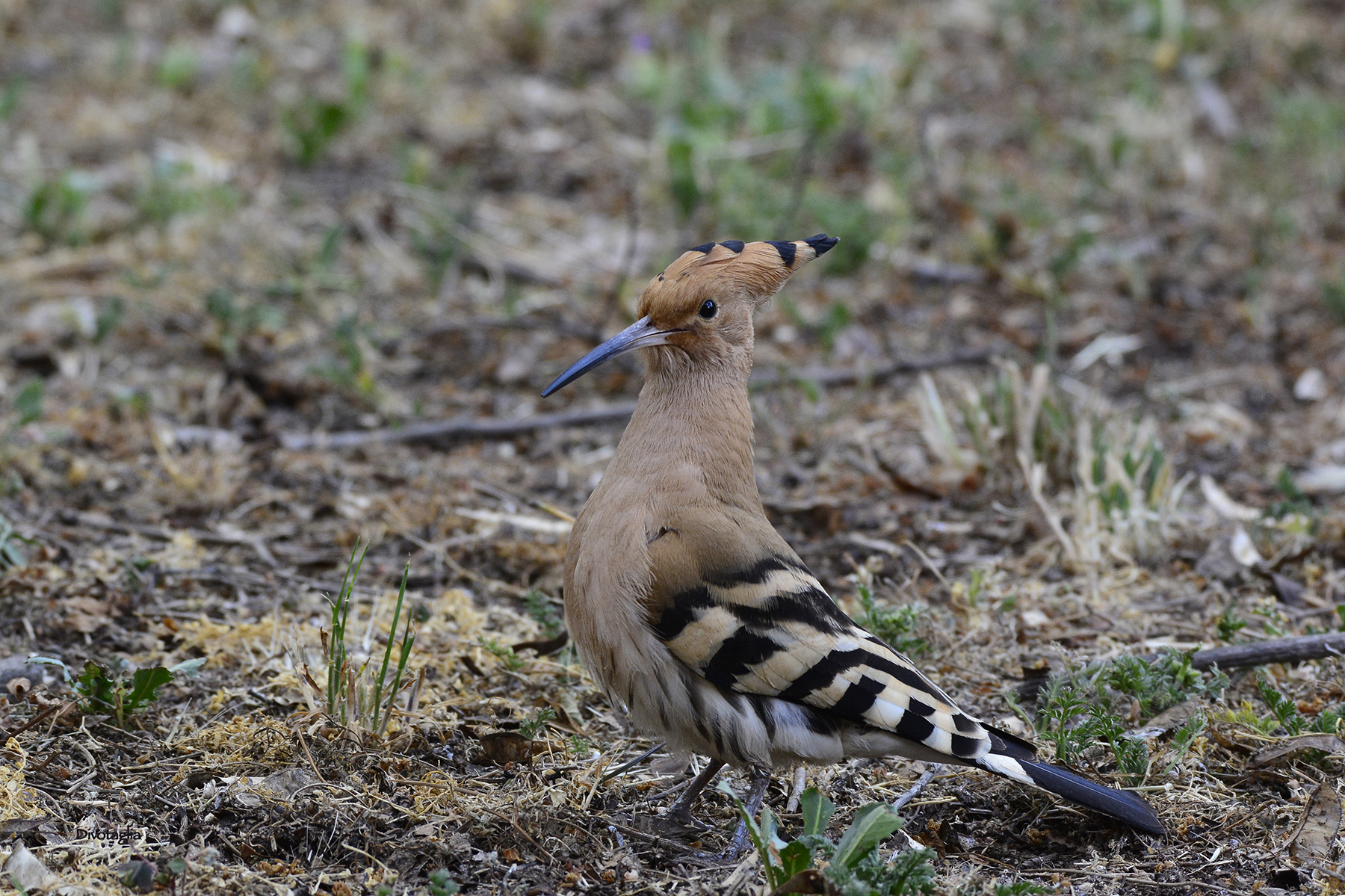 The hoopoe and 'round...