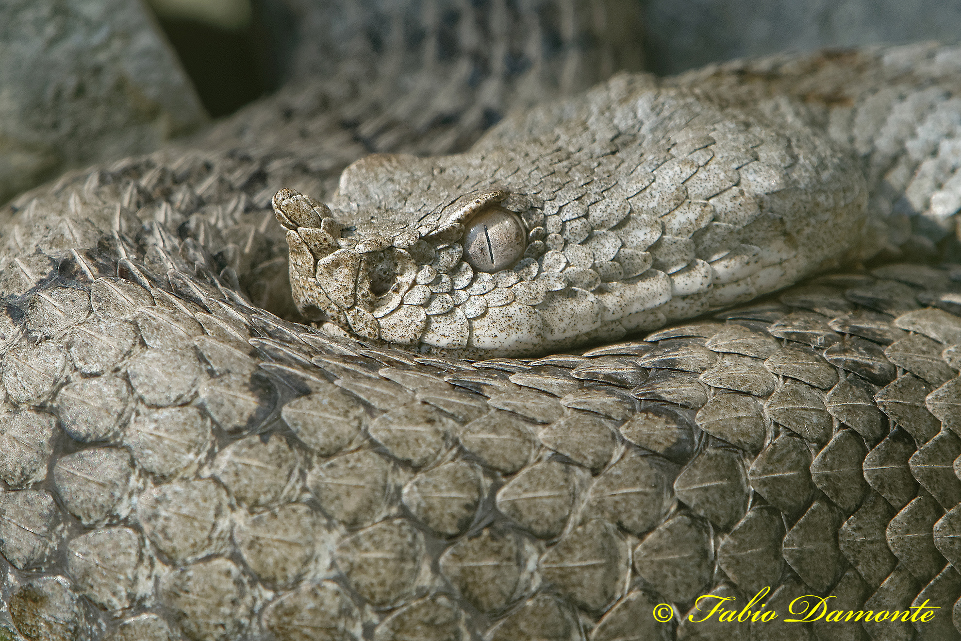 Viper from the horn (Vipera ammodytes)...