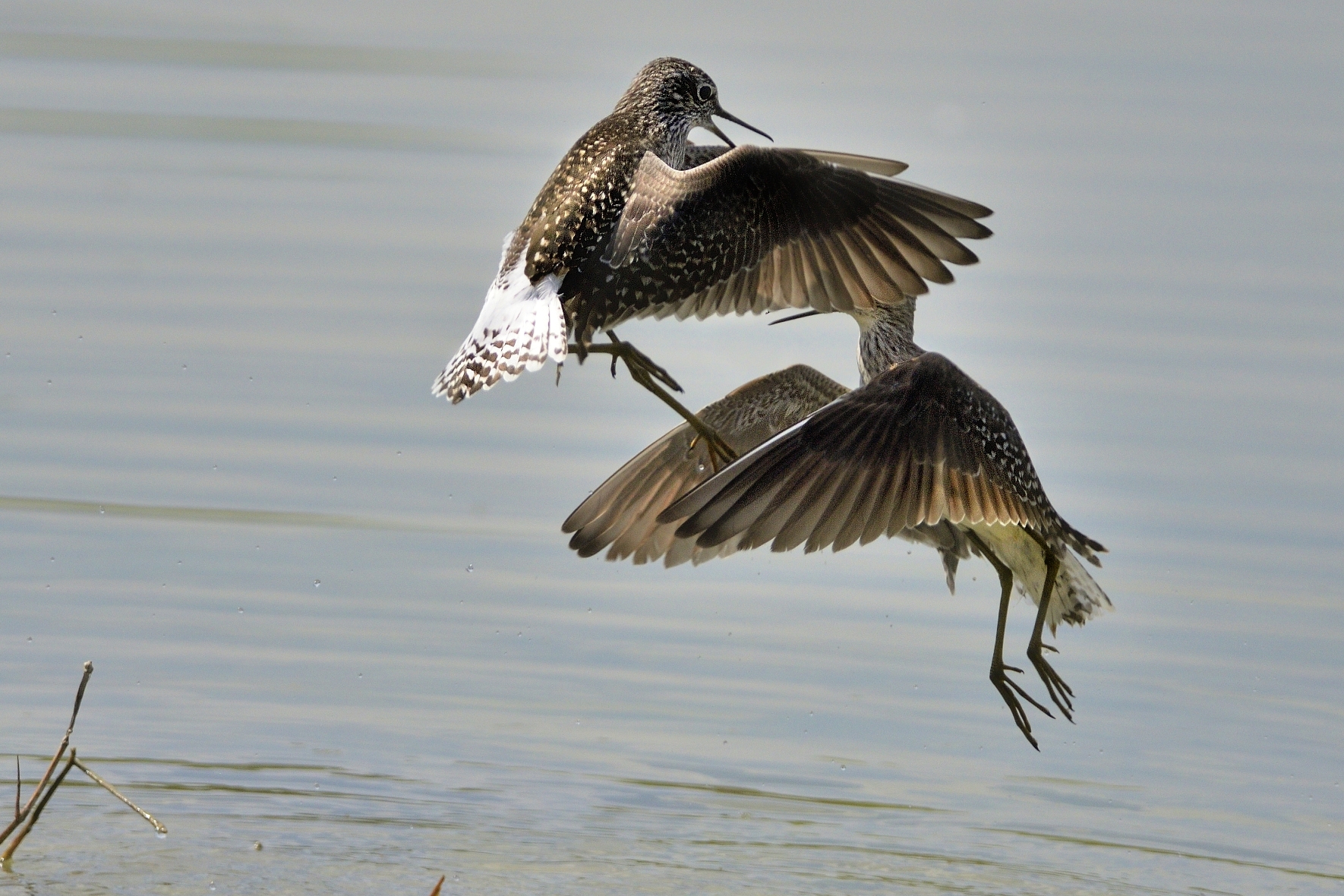 Battle in the air - Wood Sandpiper...