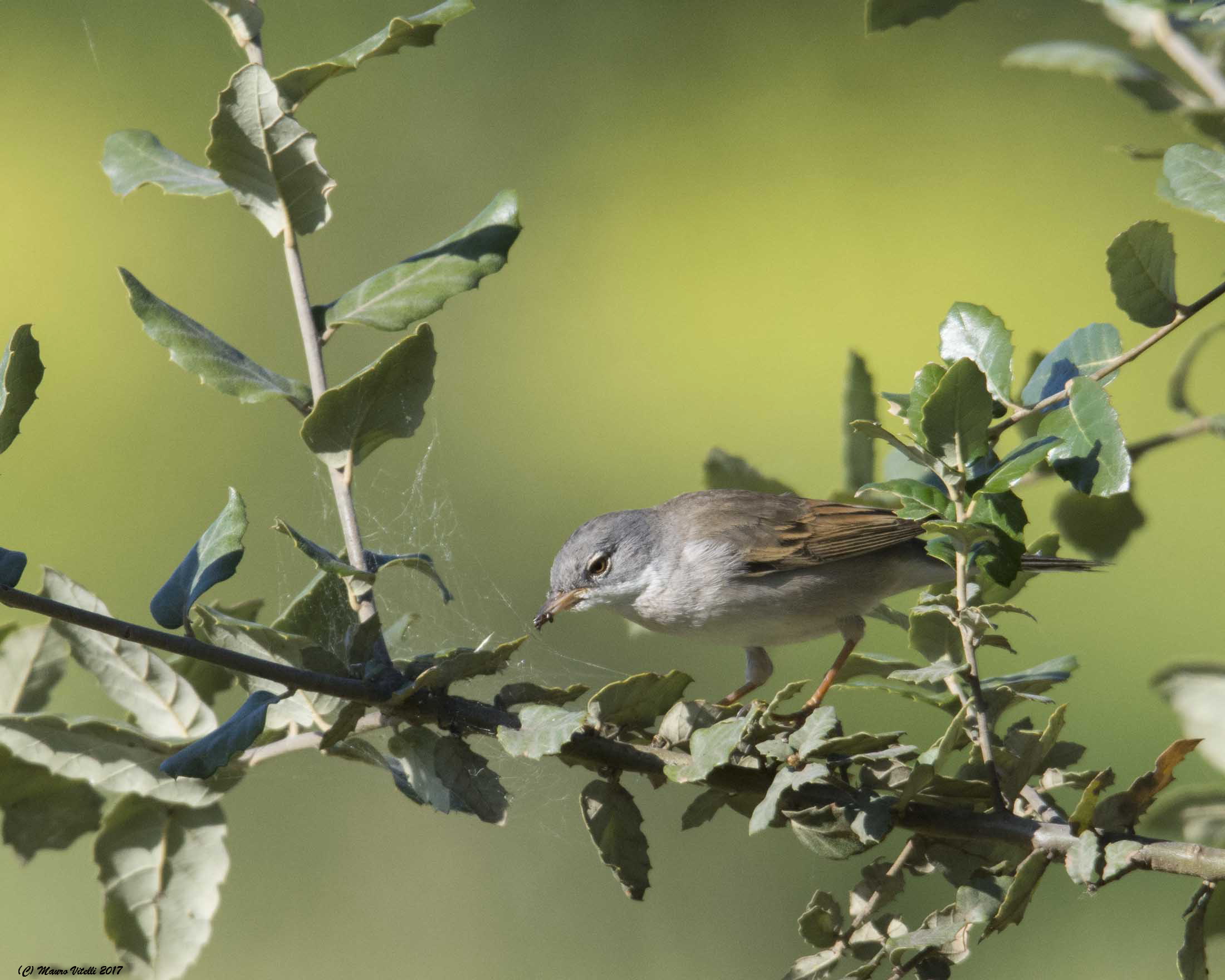 The meal of the Whitethroat (Sylvia communis)...