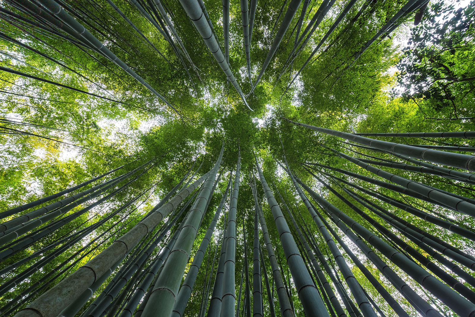 Bamboo forest...