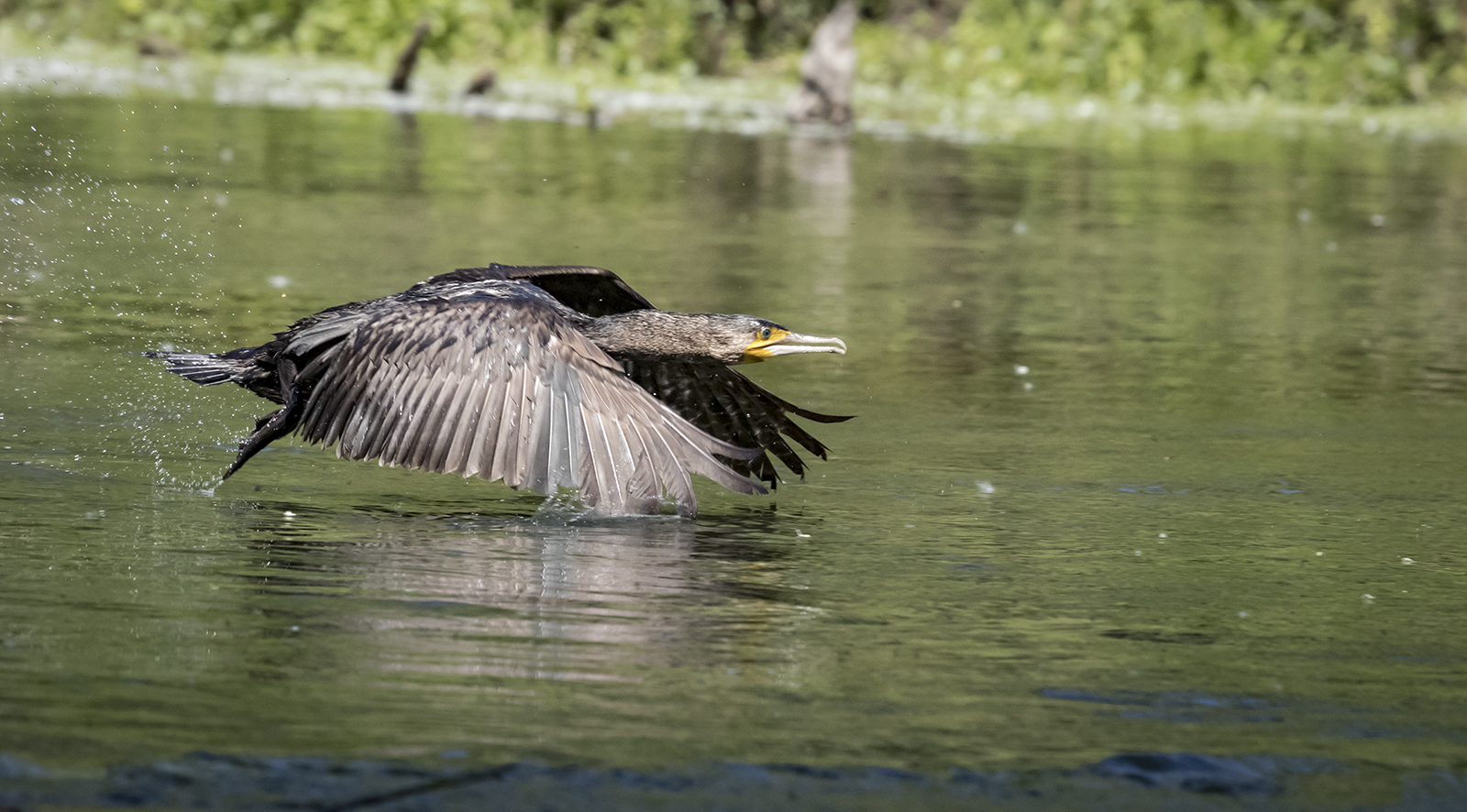 Cormorant with water...