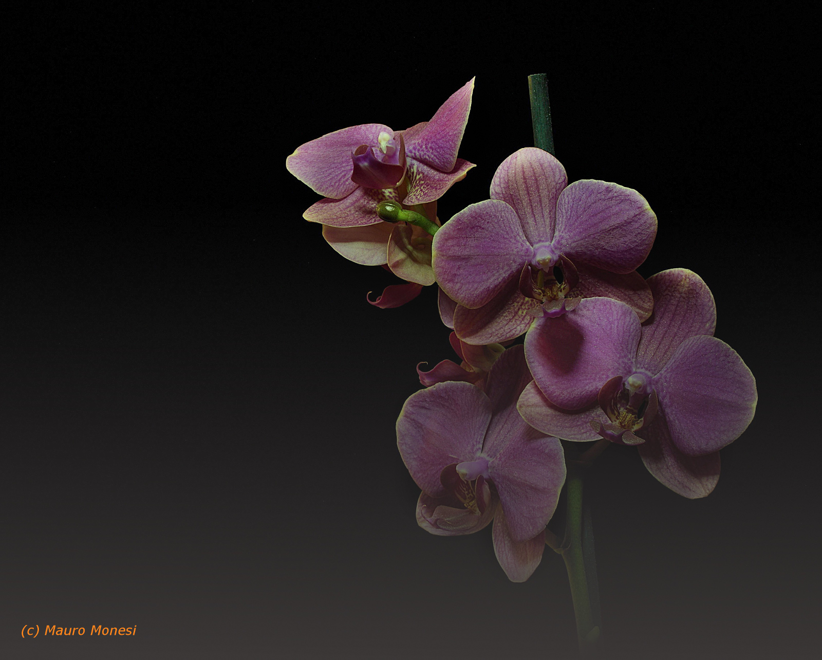 Orchid Phalaenosis...