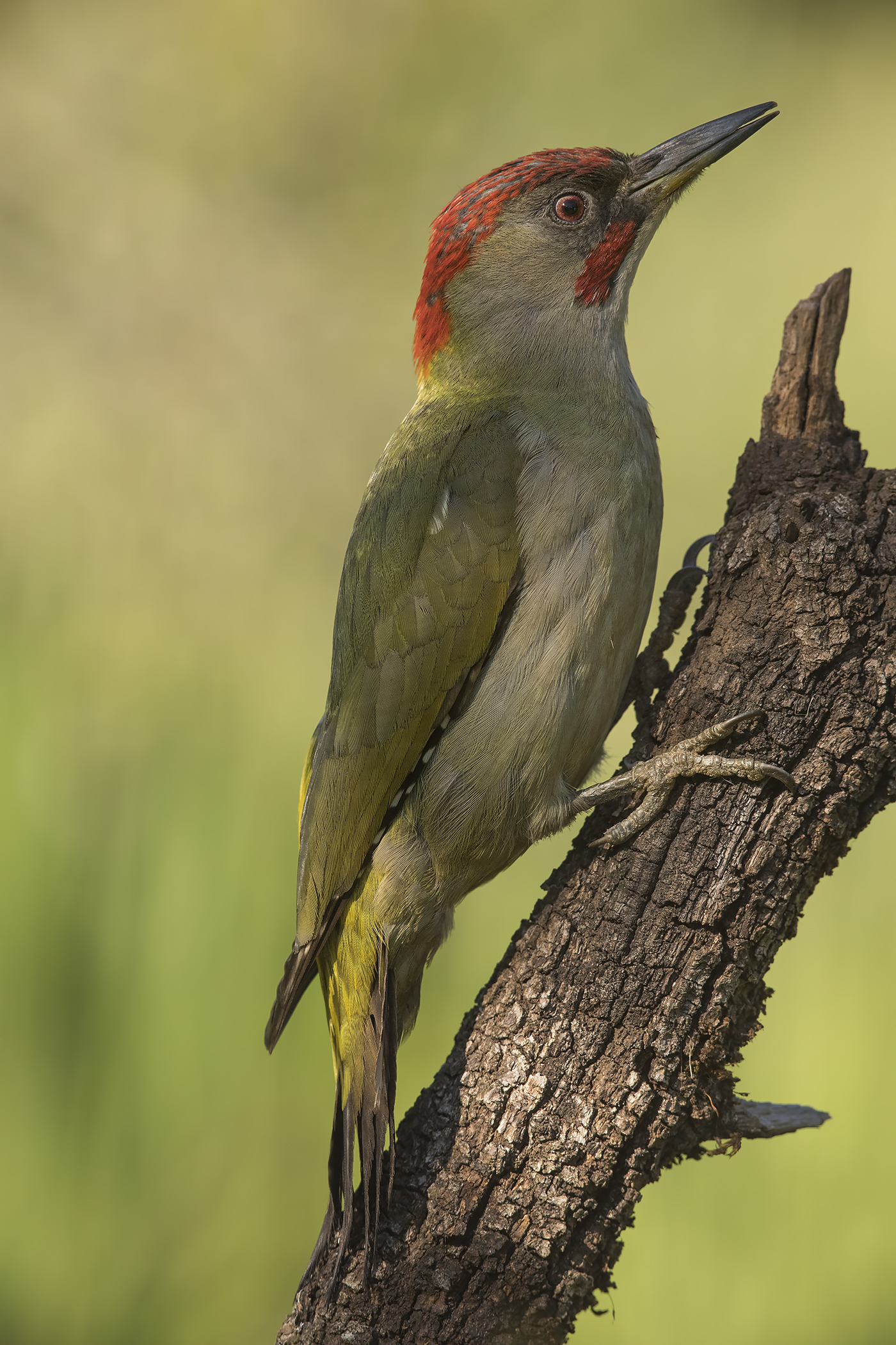 green woodpecker (Picus viridis) boy andalusia 2017...