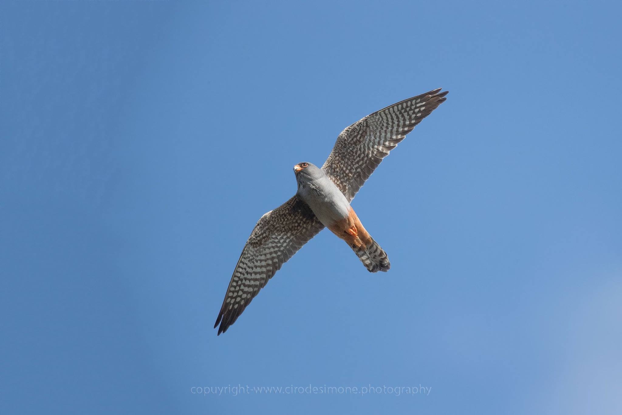 Falcon cuckoo male...