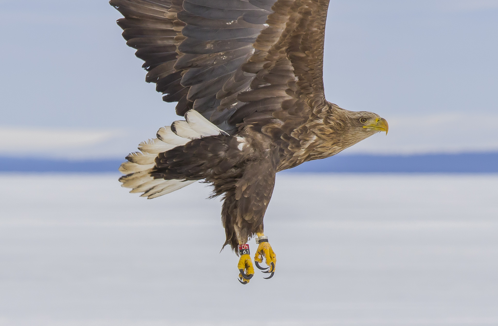 Dalla coda bianca Eagles, Sodankylä Finlandia...