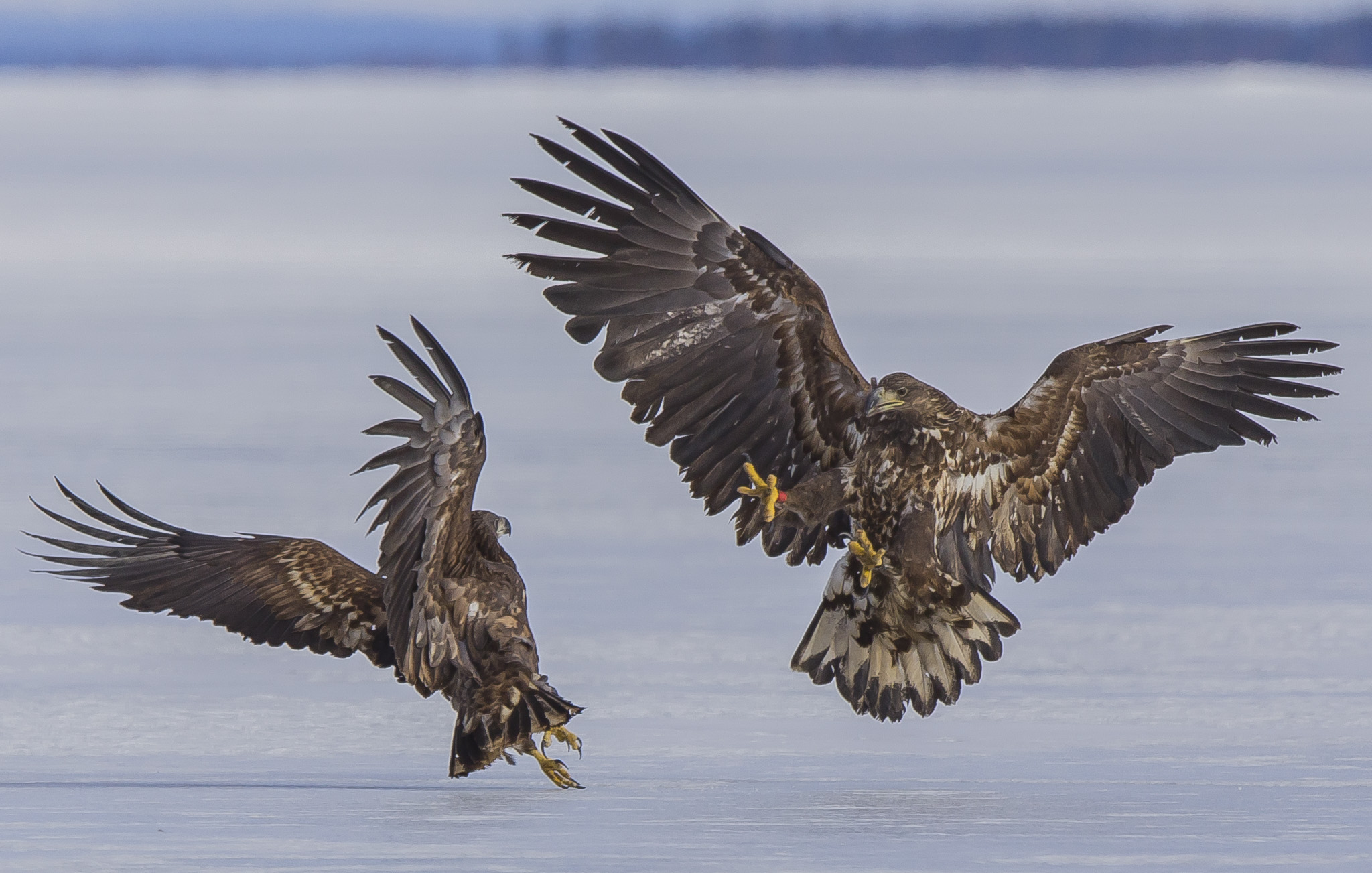 Dalla coda bianca Eagles, Sodankylä Finlandia...