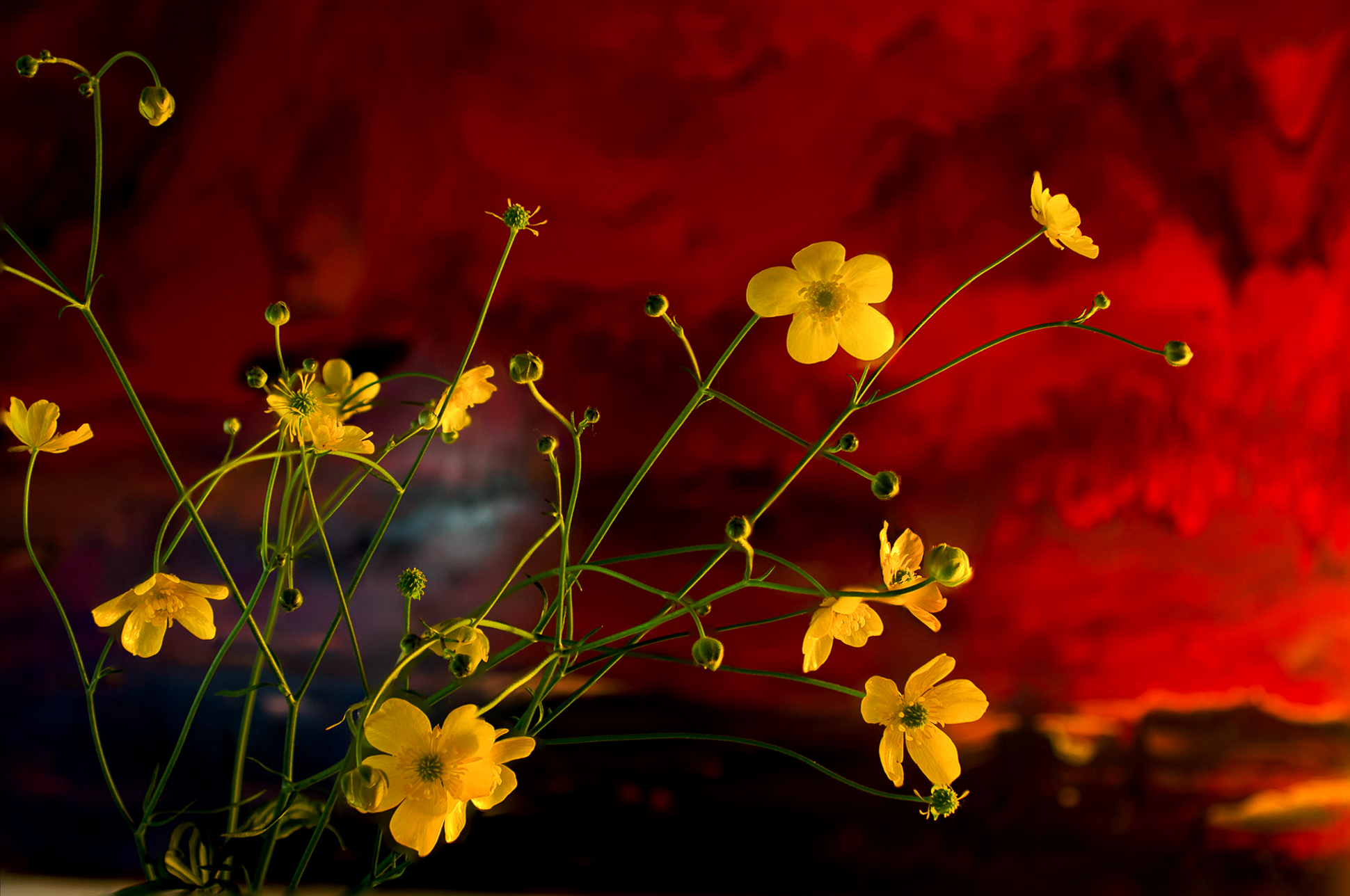 Yellow flowers...