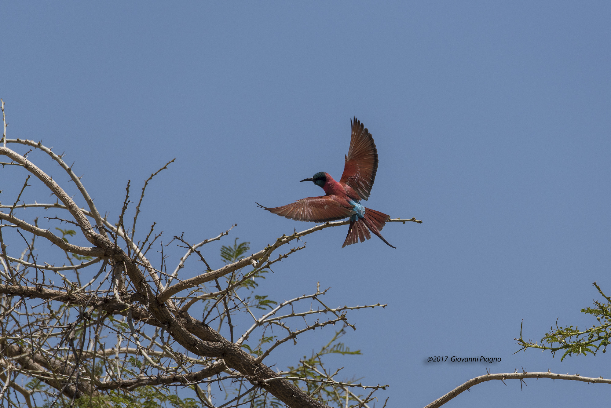 Northern Carmine Bee-eater (Merops nubicus)...