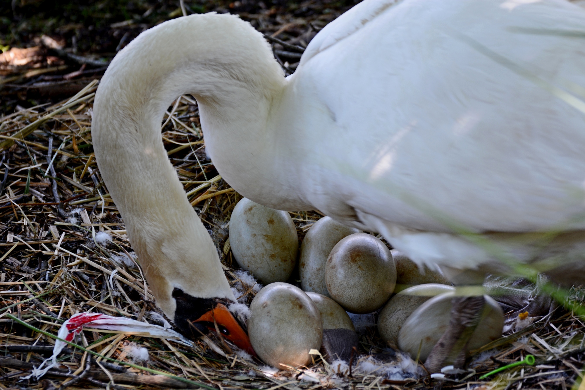 Mum swan turns the eggs !!...