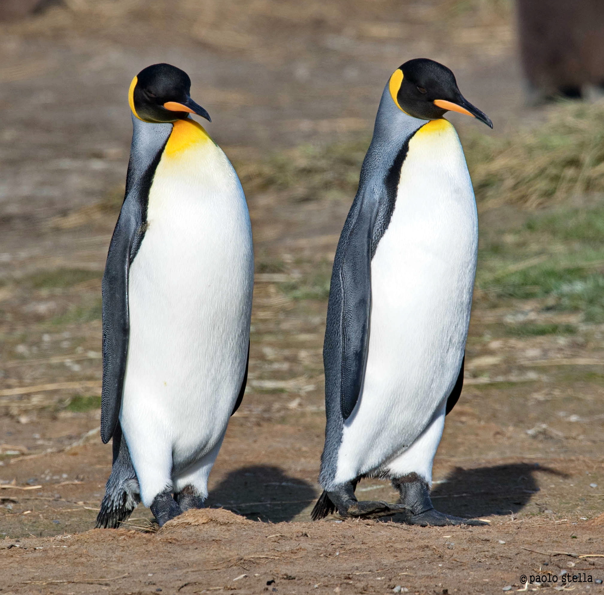 king penguin -Aptenodytes patagonicus...
