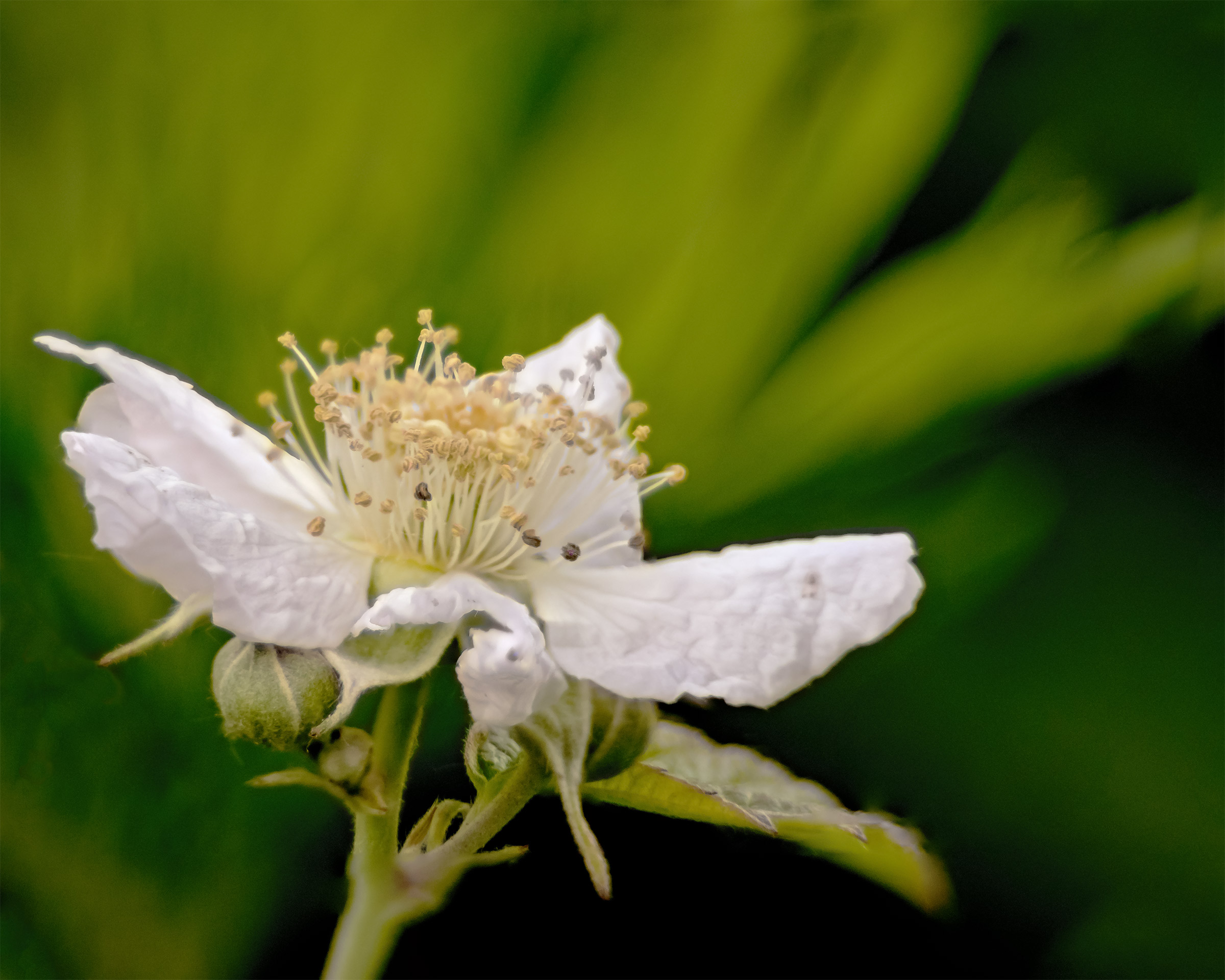 Focus Stacking #n+1...