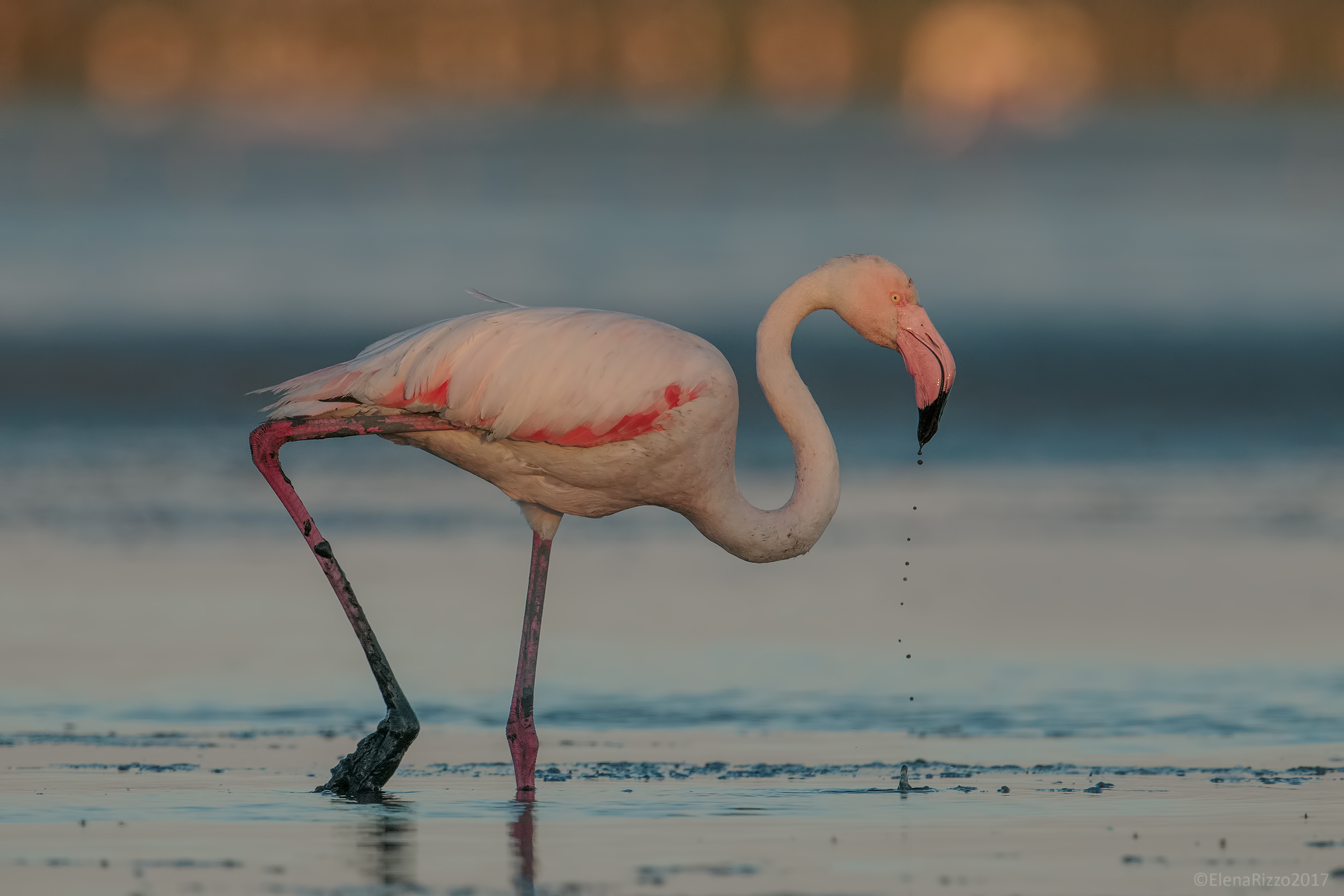 pink flamingo...