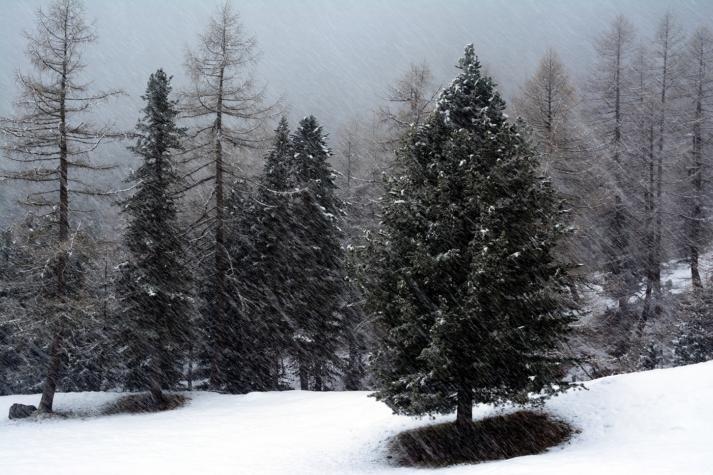 Forest and snow....