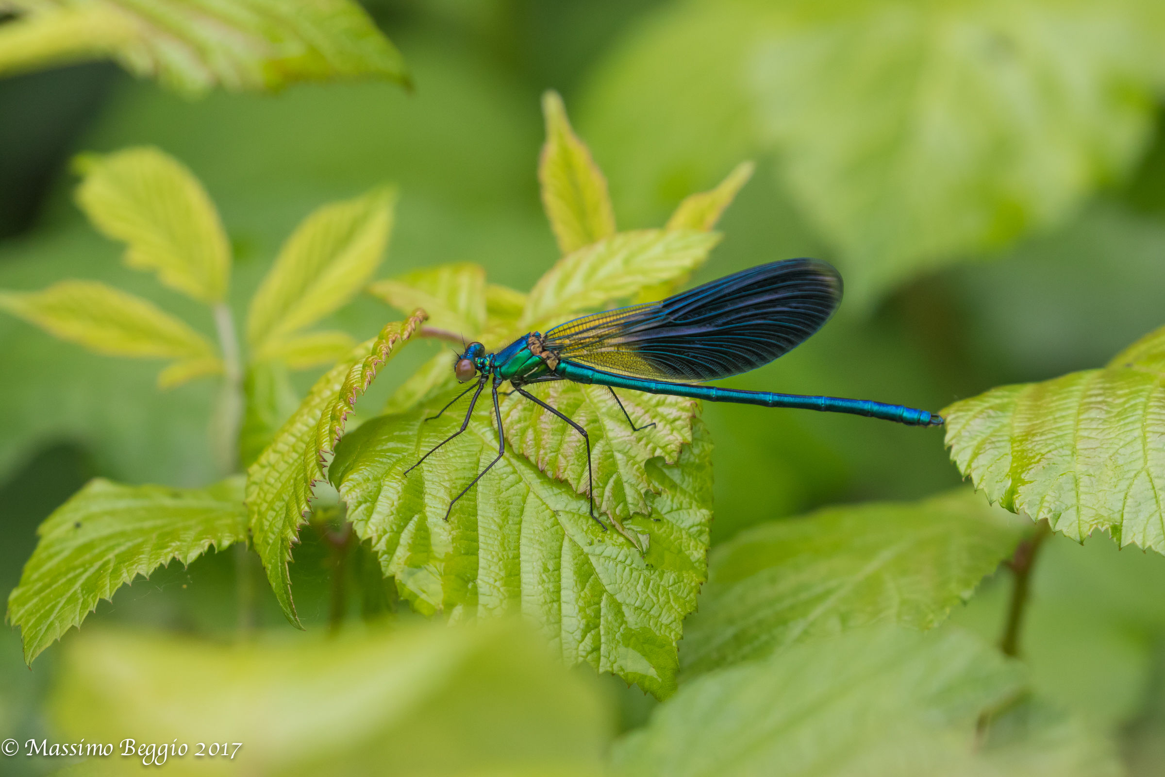 Shades of green...