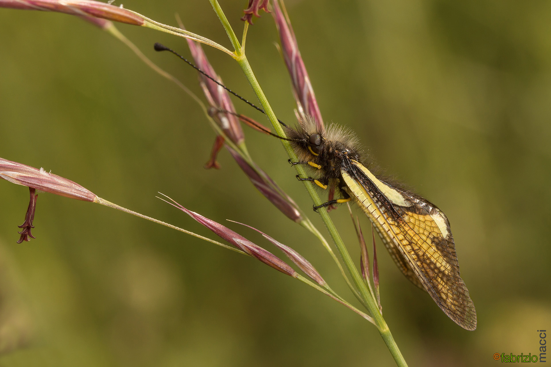 Libelloides coccajus (male)...