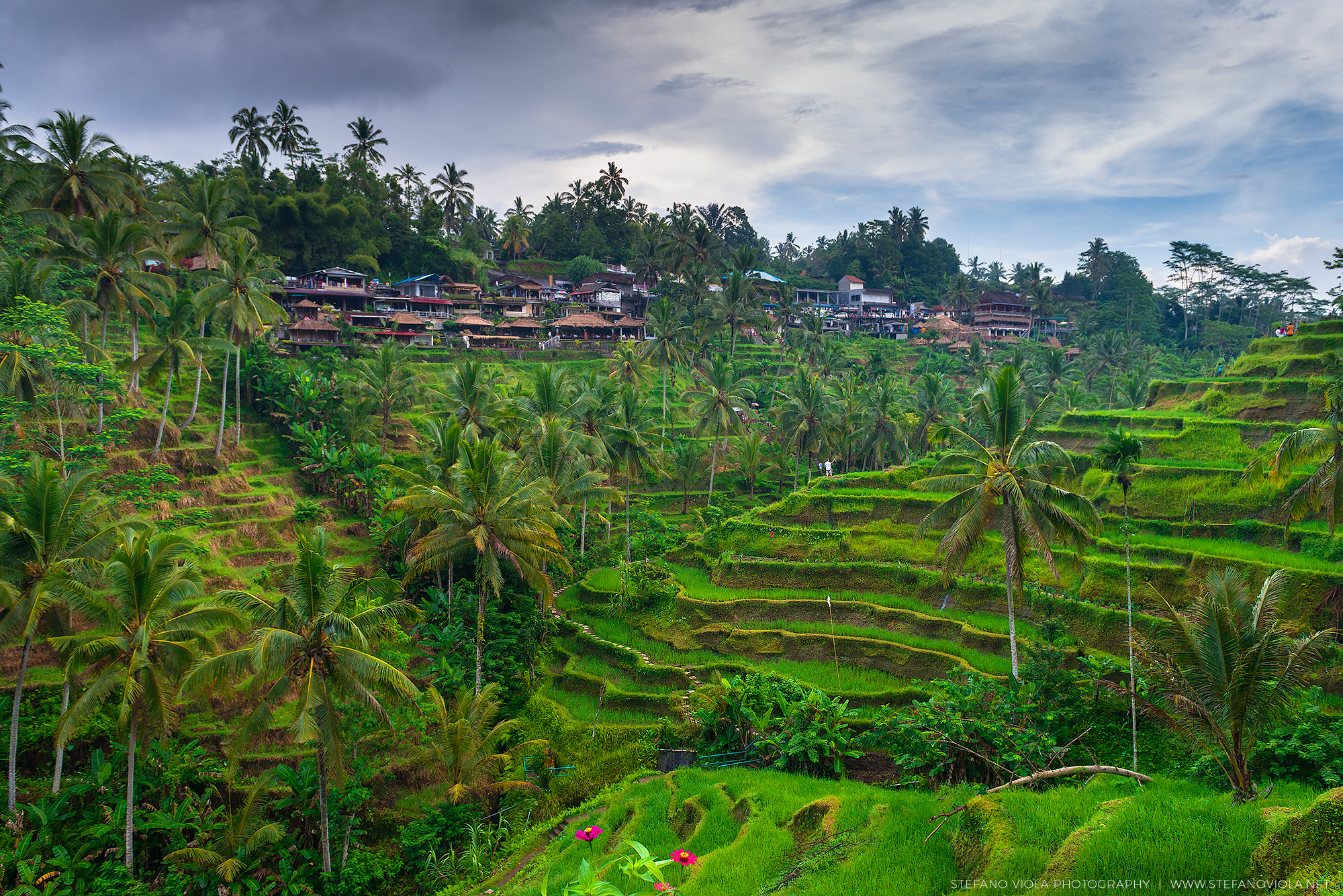 Passeggiata tra le terrazze di riso di Ubud, Bali....