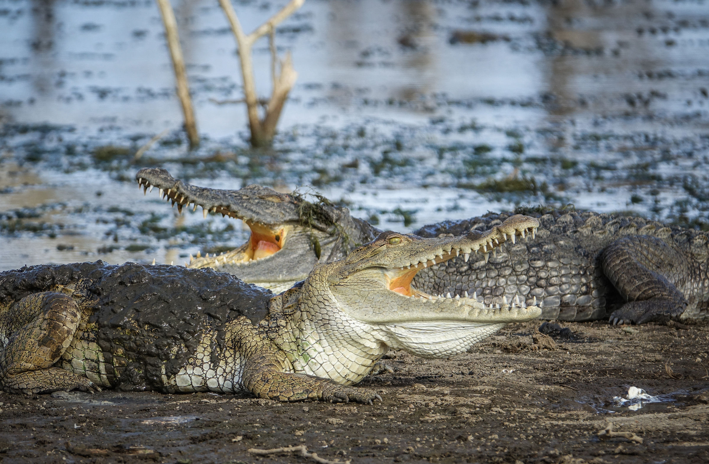 Coccodrillo del Nilo (Crocodylus niloticus)...