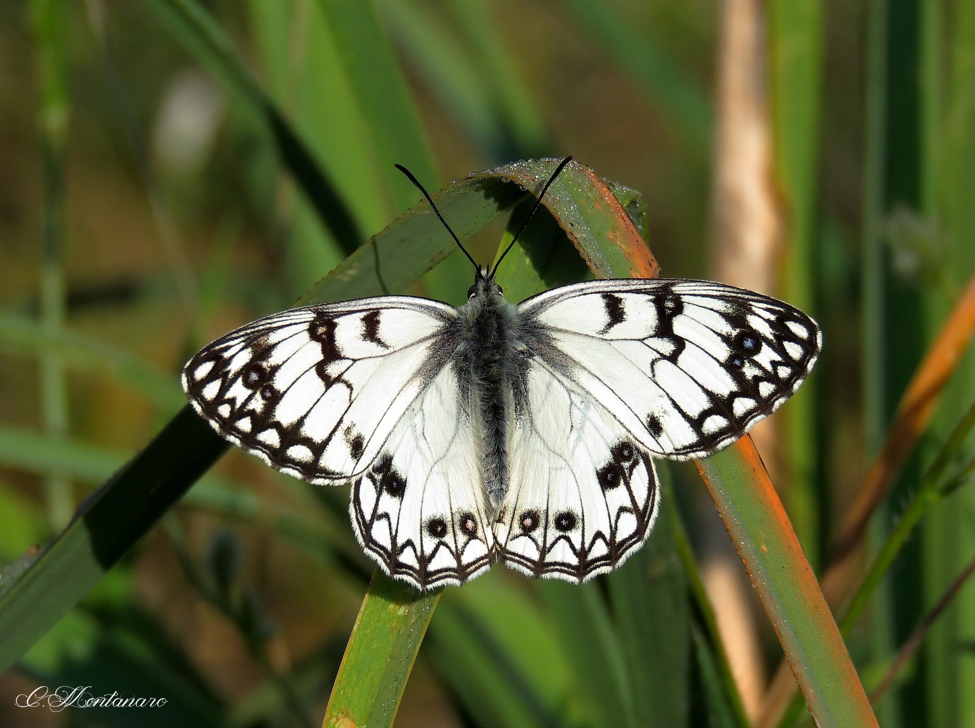 Melanargia arge...