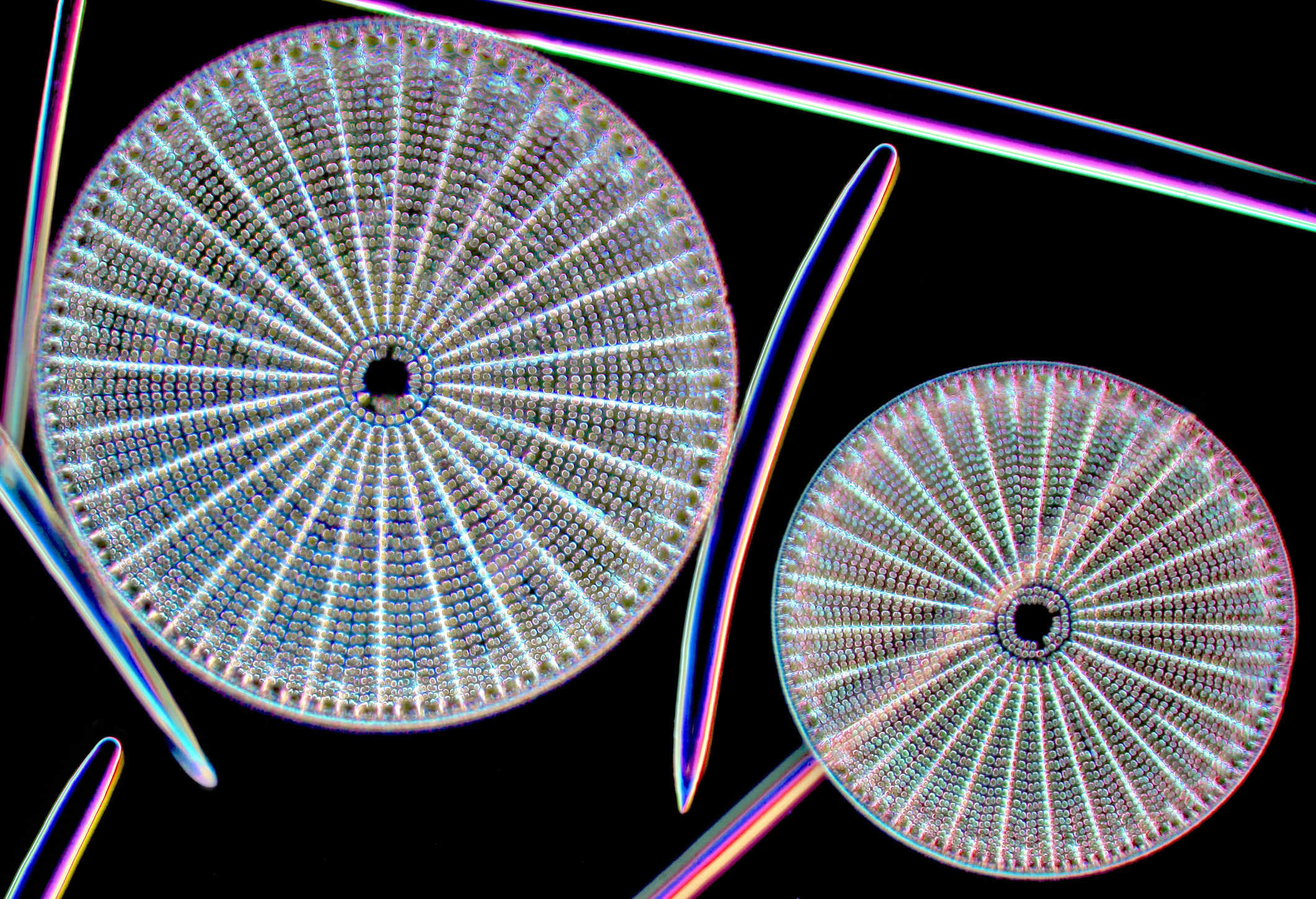 Diatomaceous earth - silica algae - by microscope...