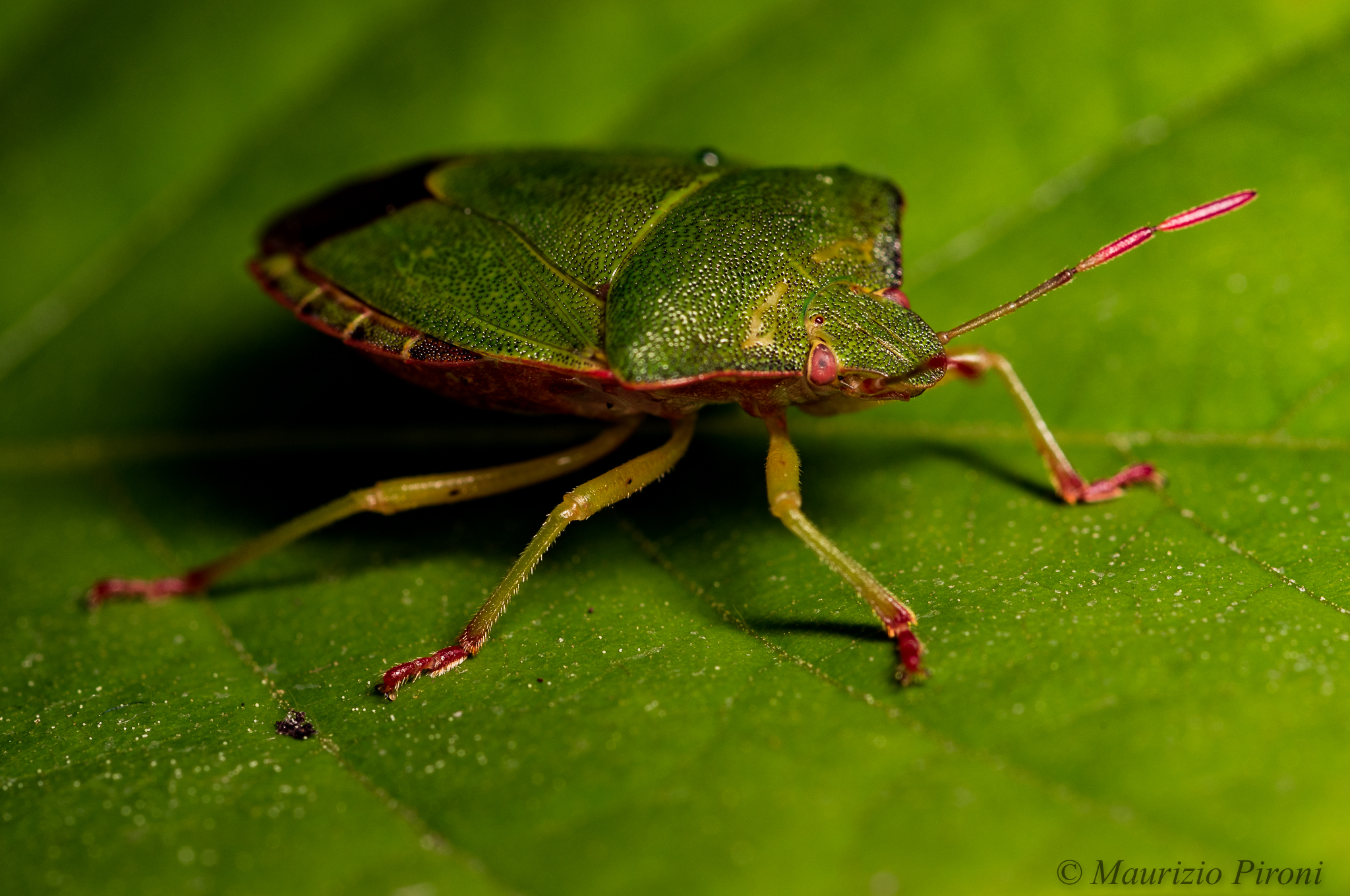 Cimice...