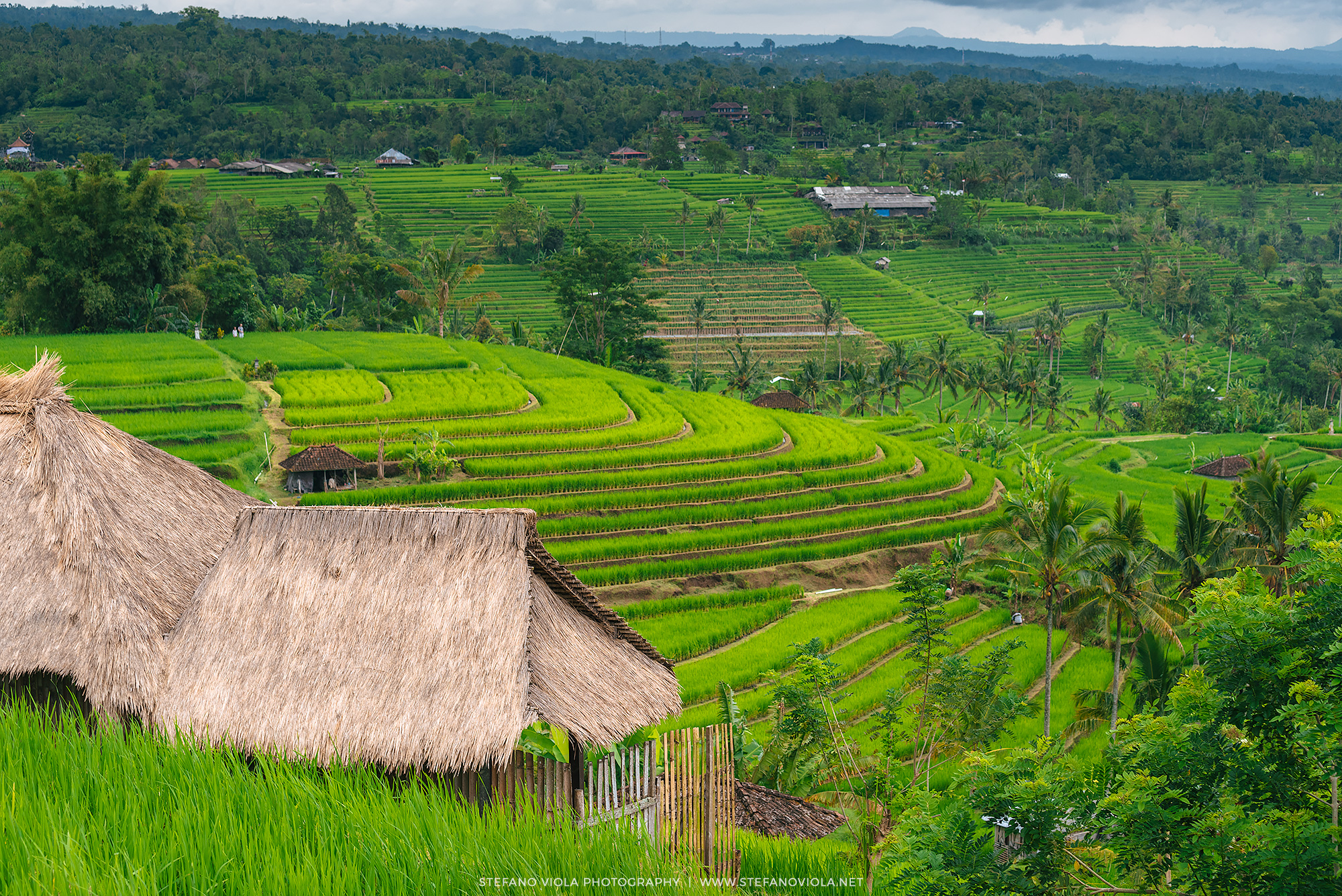 Le terrazza di riso di Jatiluwih (Bali)...