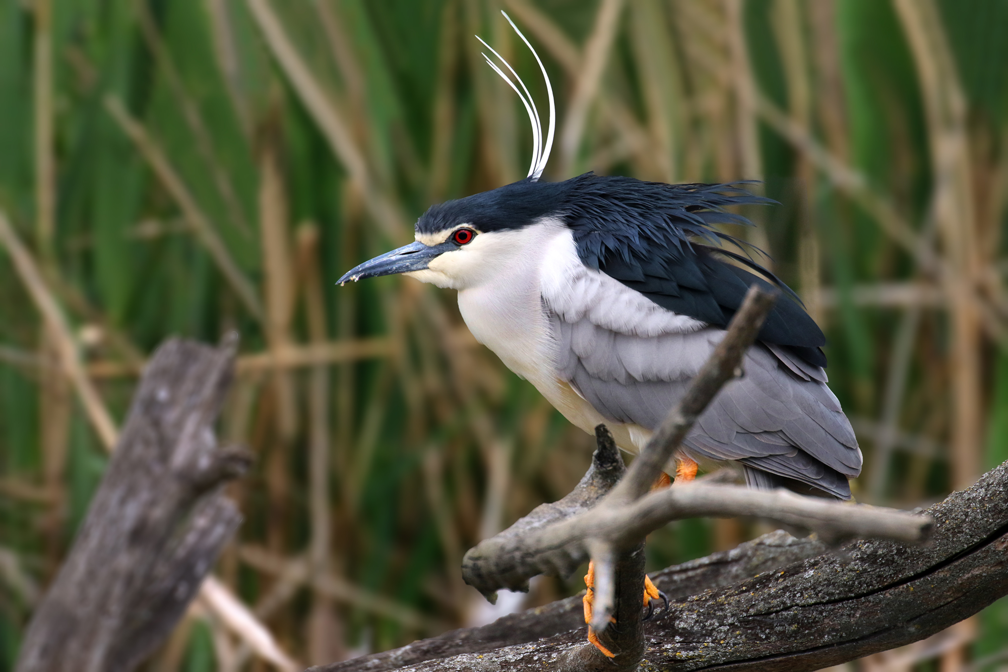 Night Heron...