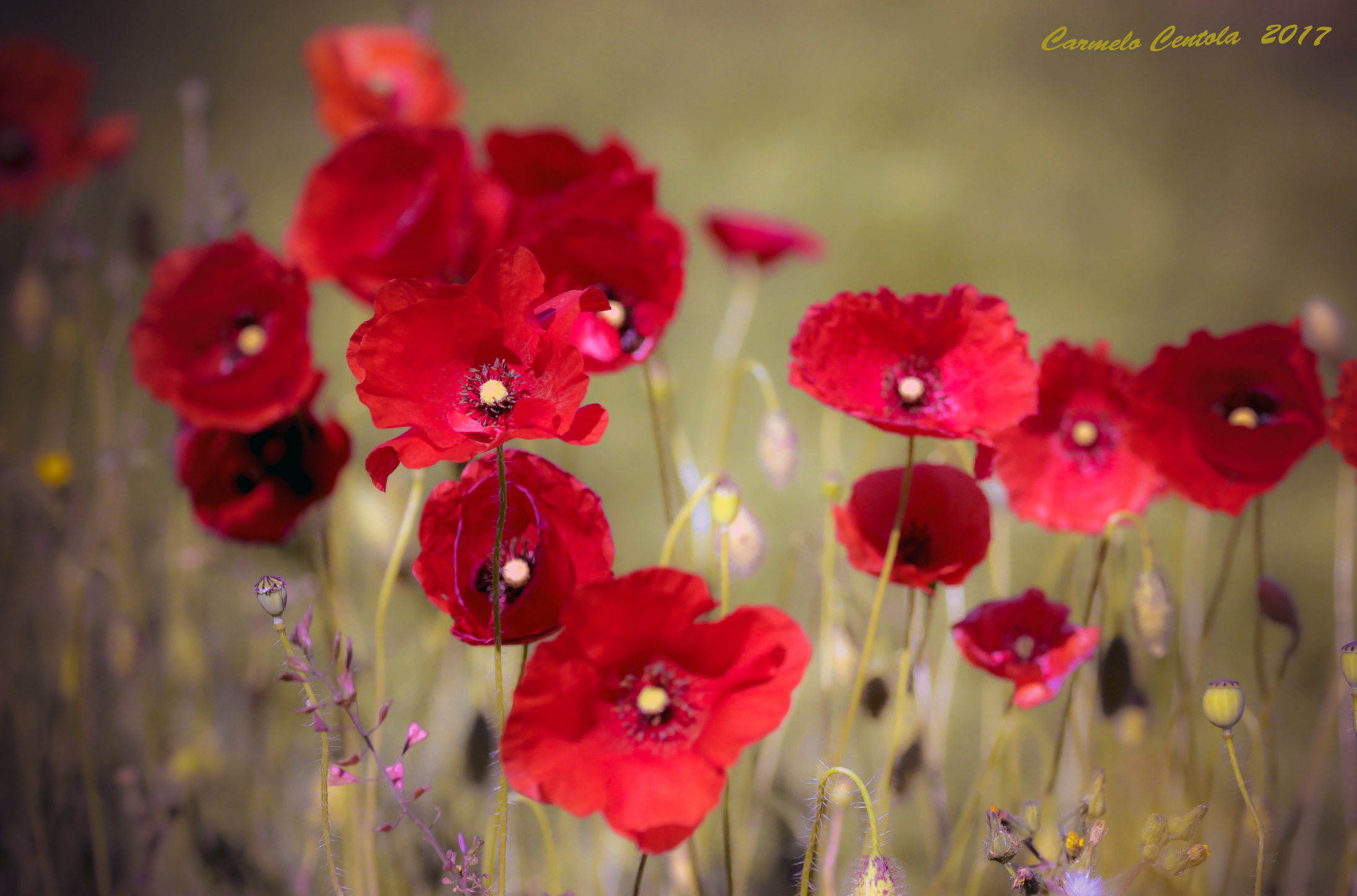 Poppies in the wind...