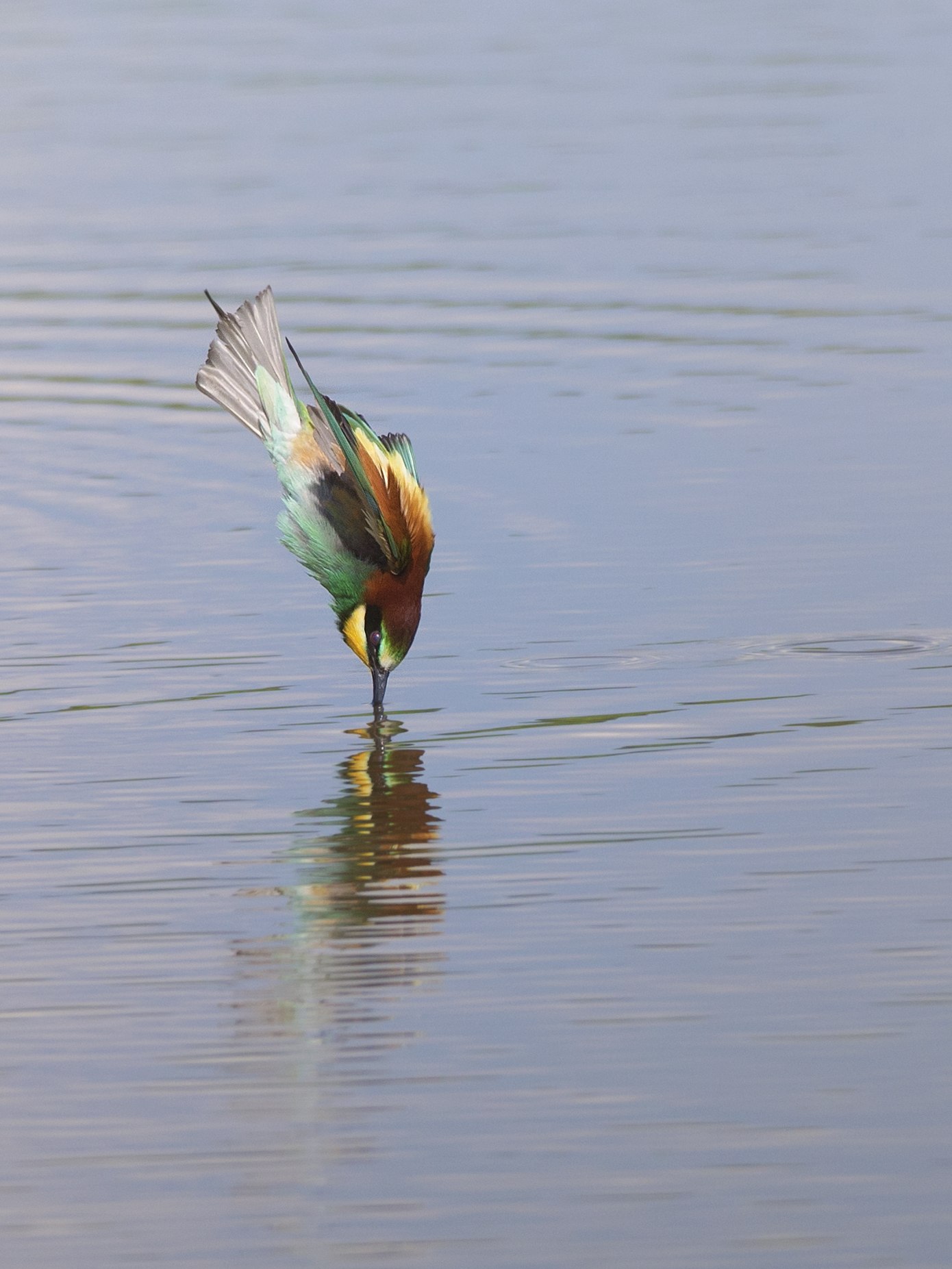 Diving sucker....