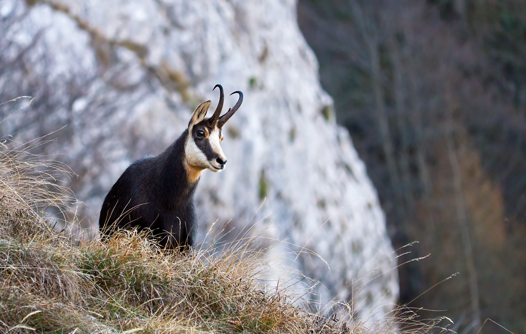 Chamois 02...