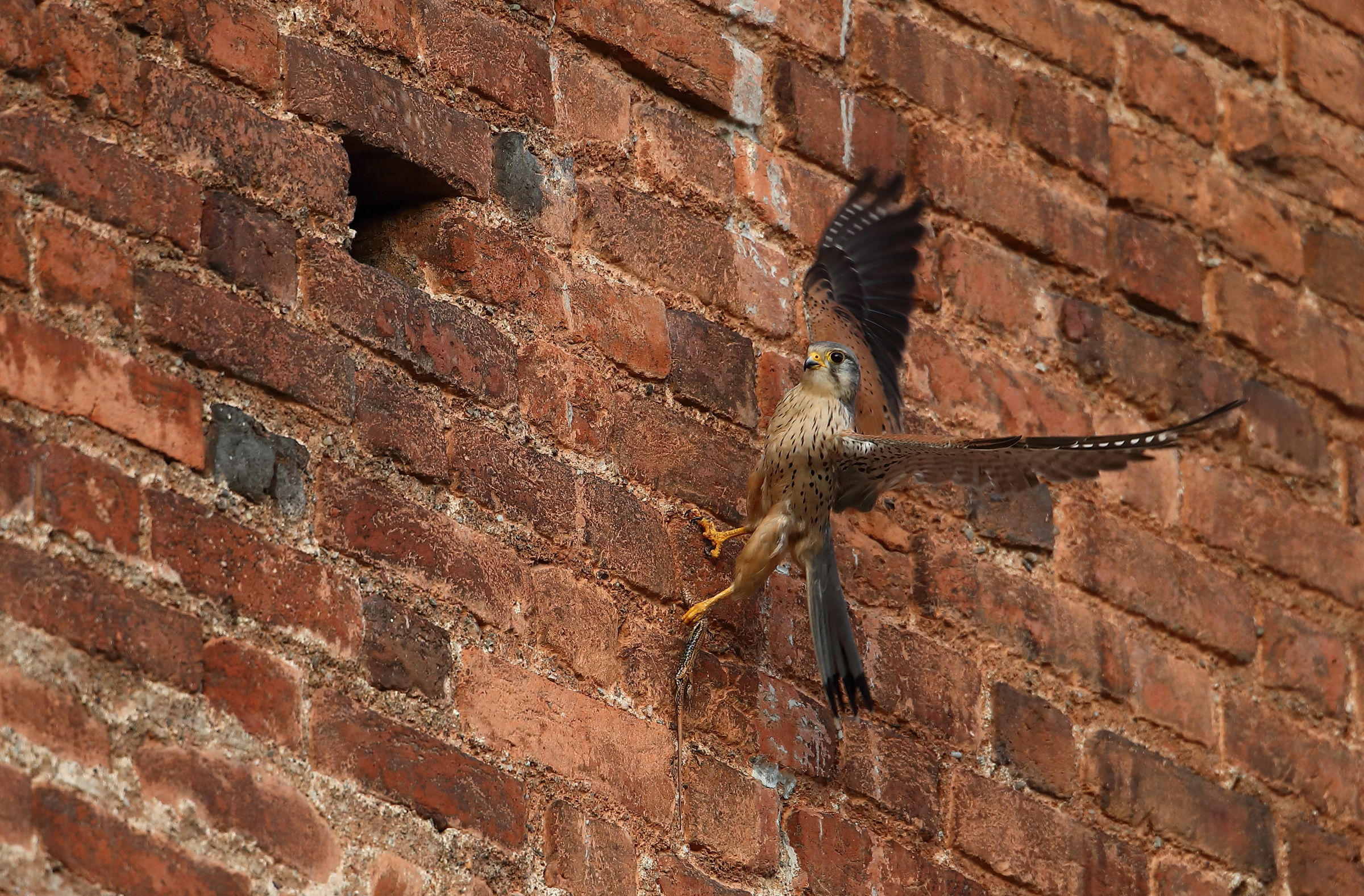 Male kestrel...