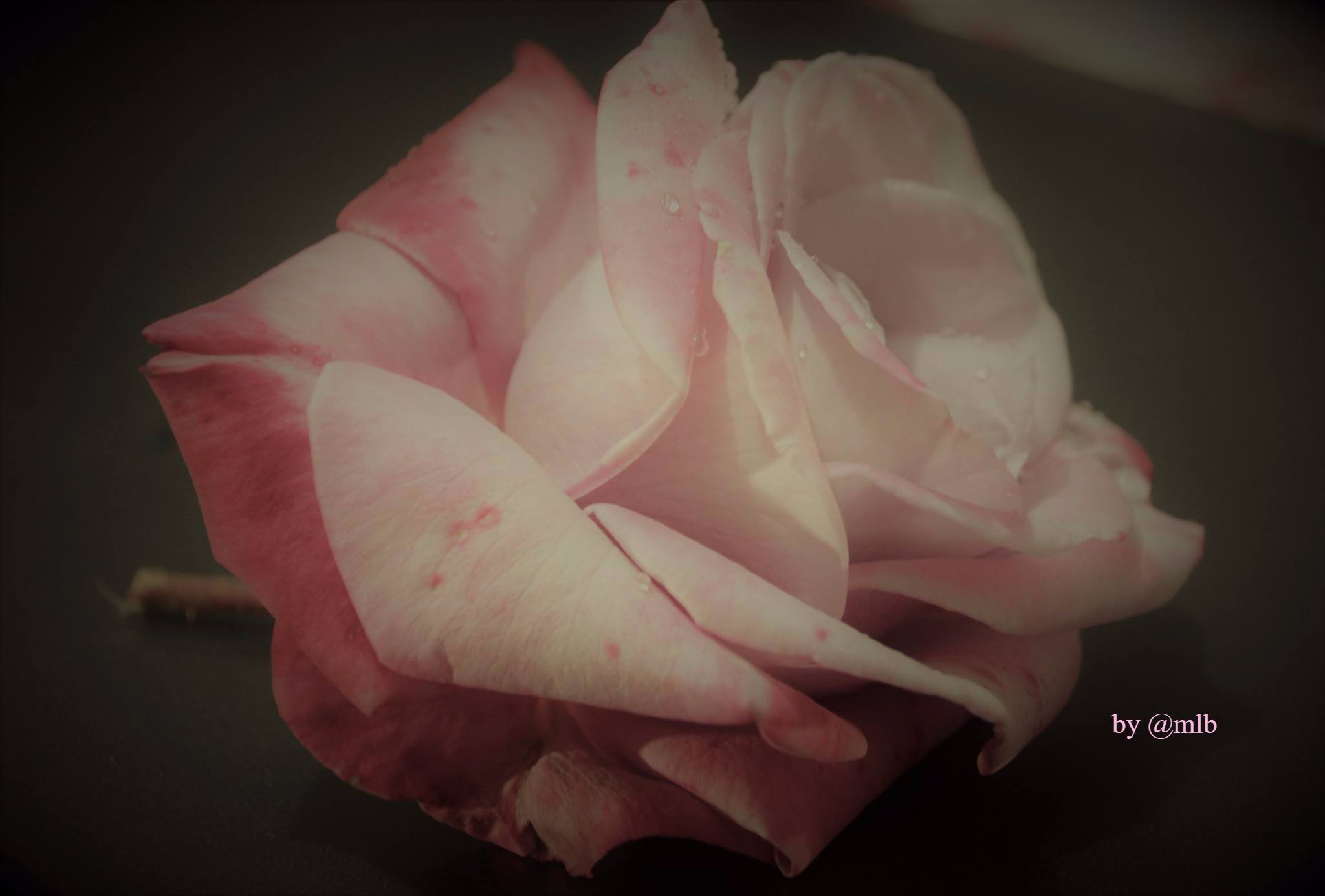 rosa dedicata a mio nonno...