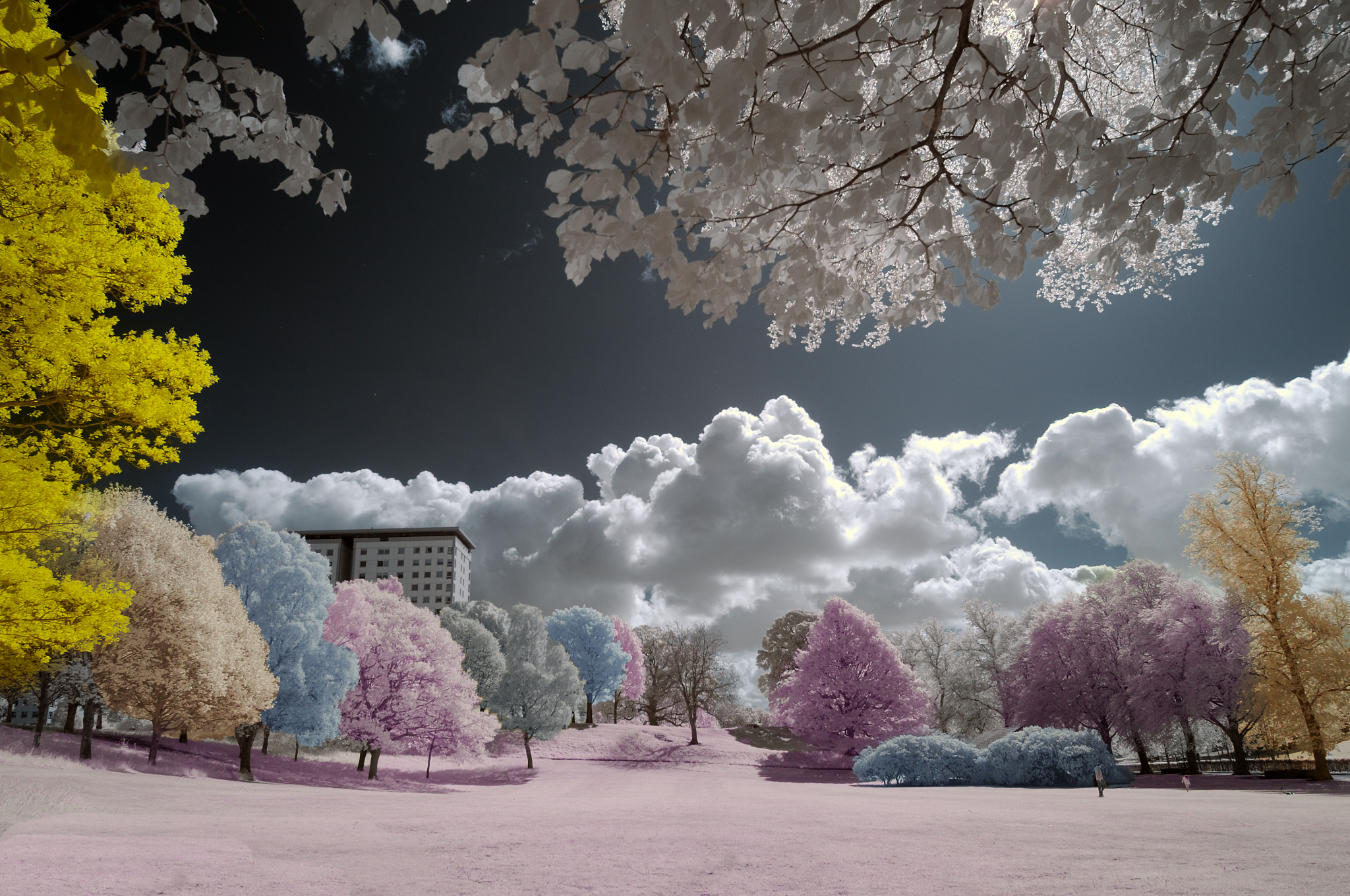 Infrared Colors...