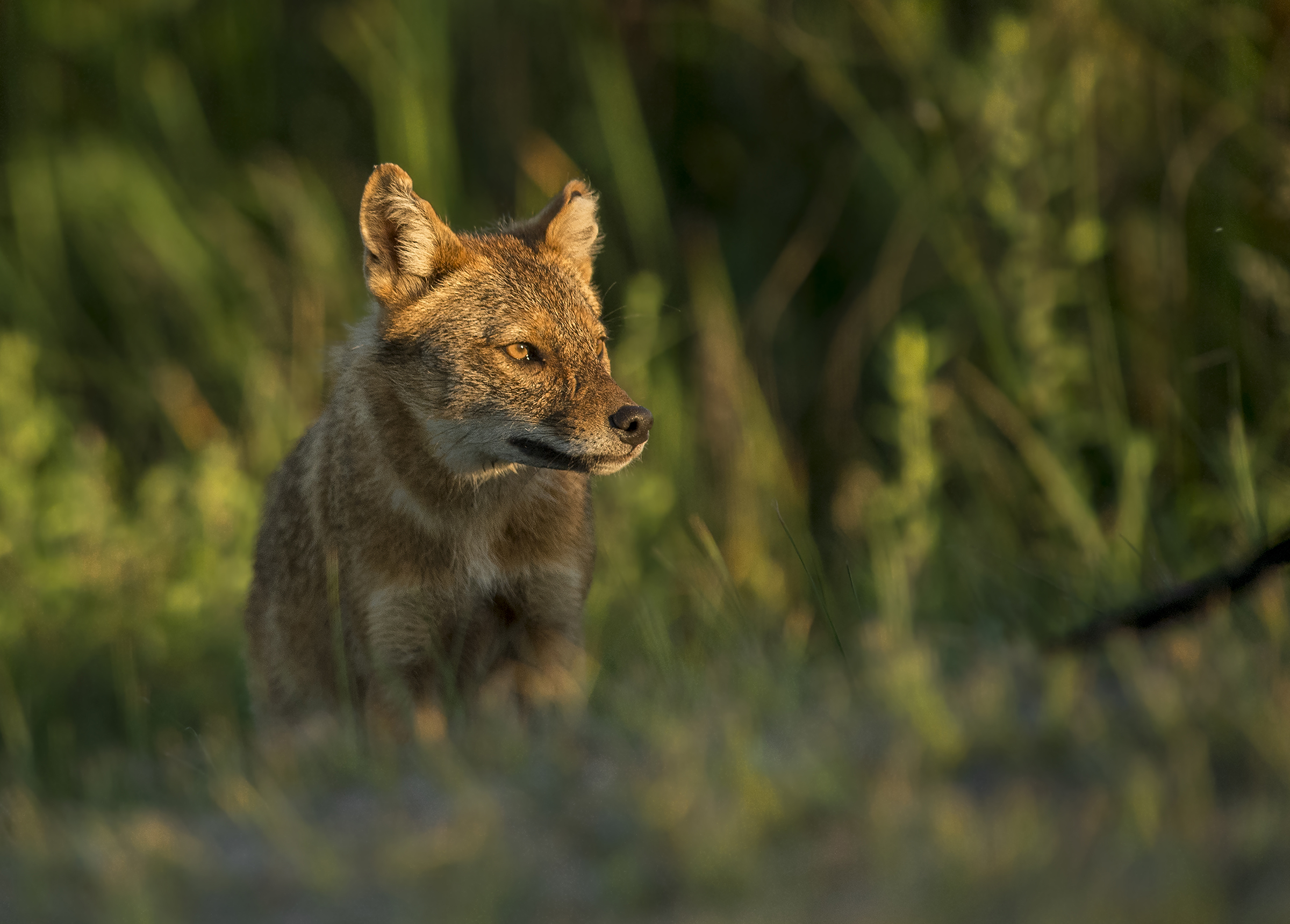 Golden jackal...