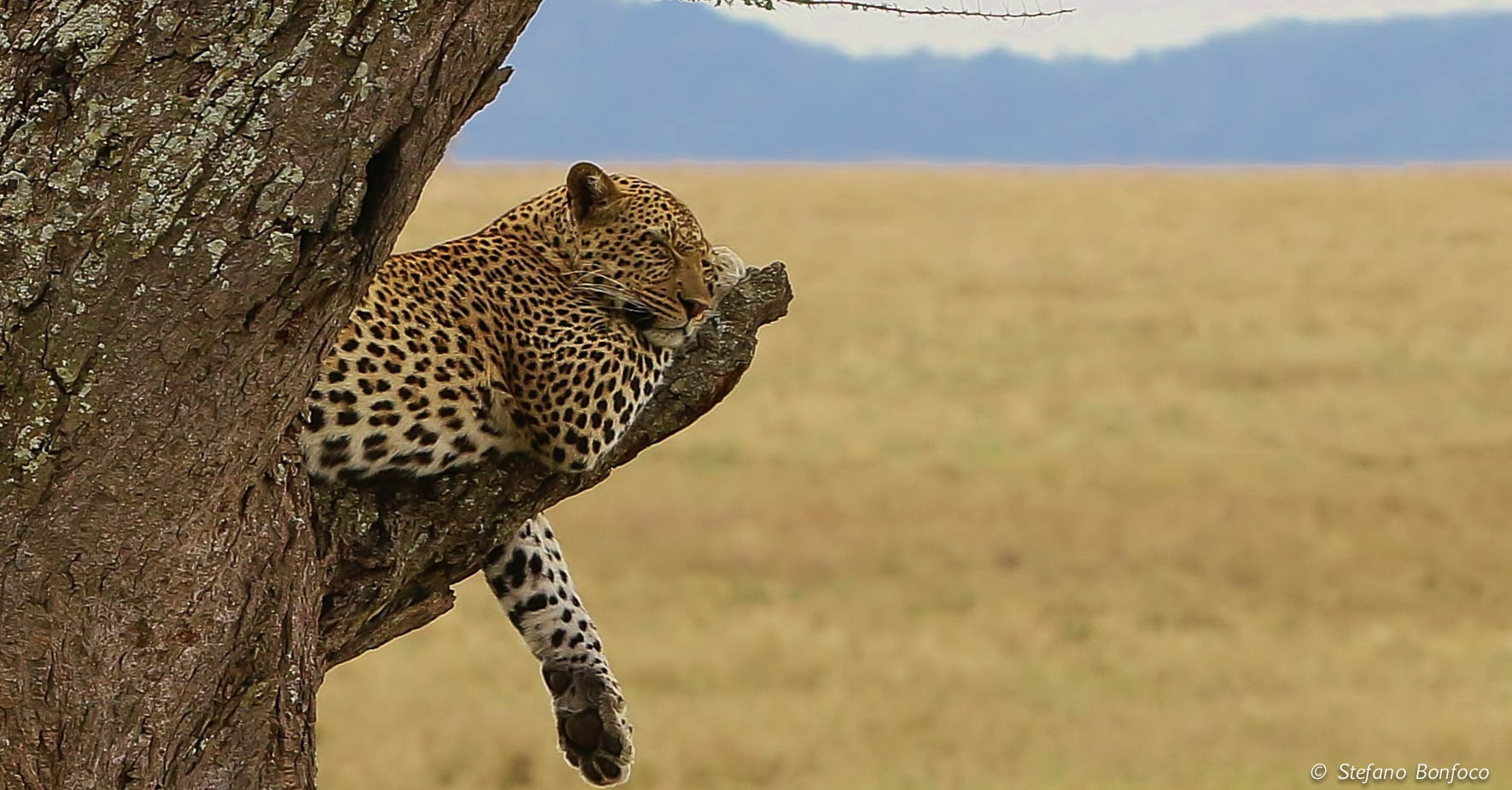 Leopard (Panthera Pardus)...