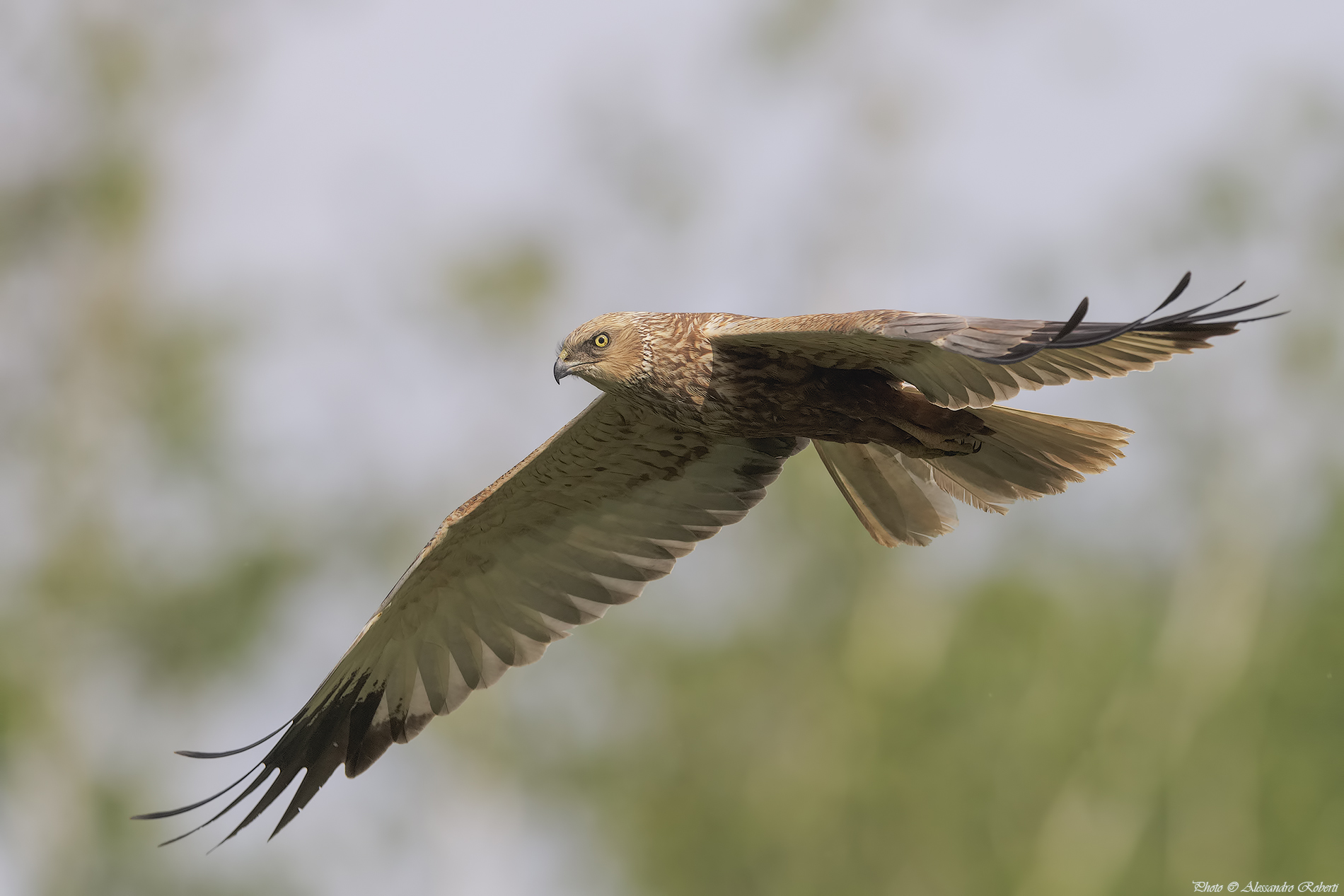 Falco di Palude ( Circus aeruginosus )...