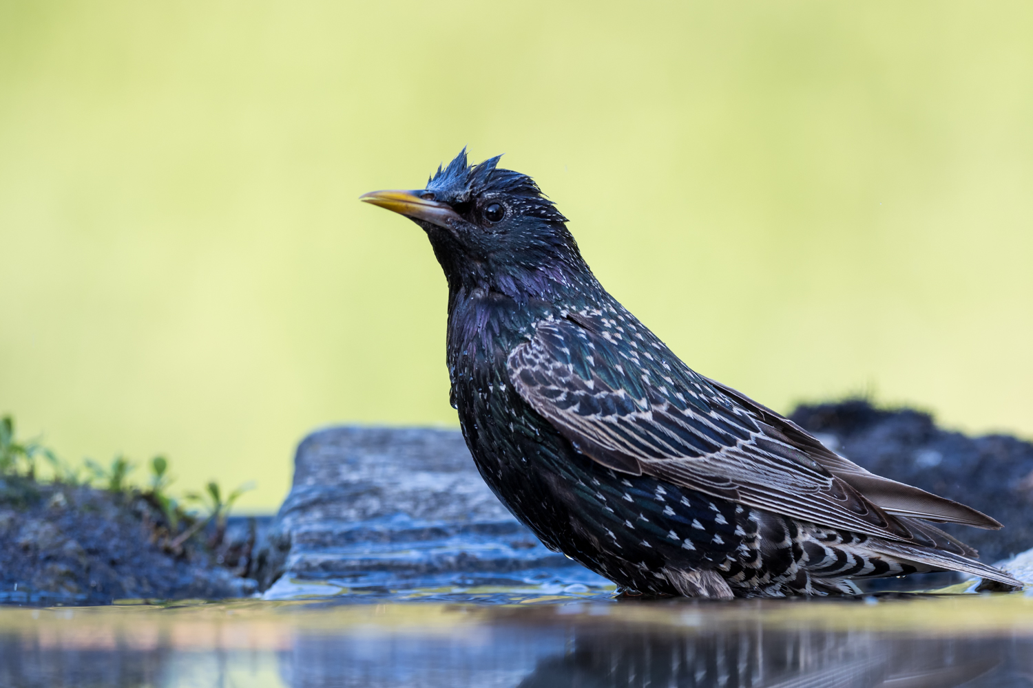 Common starling...